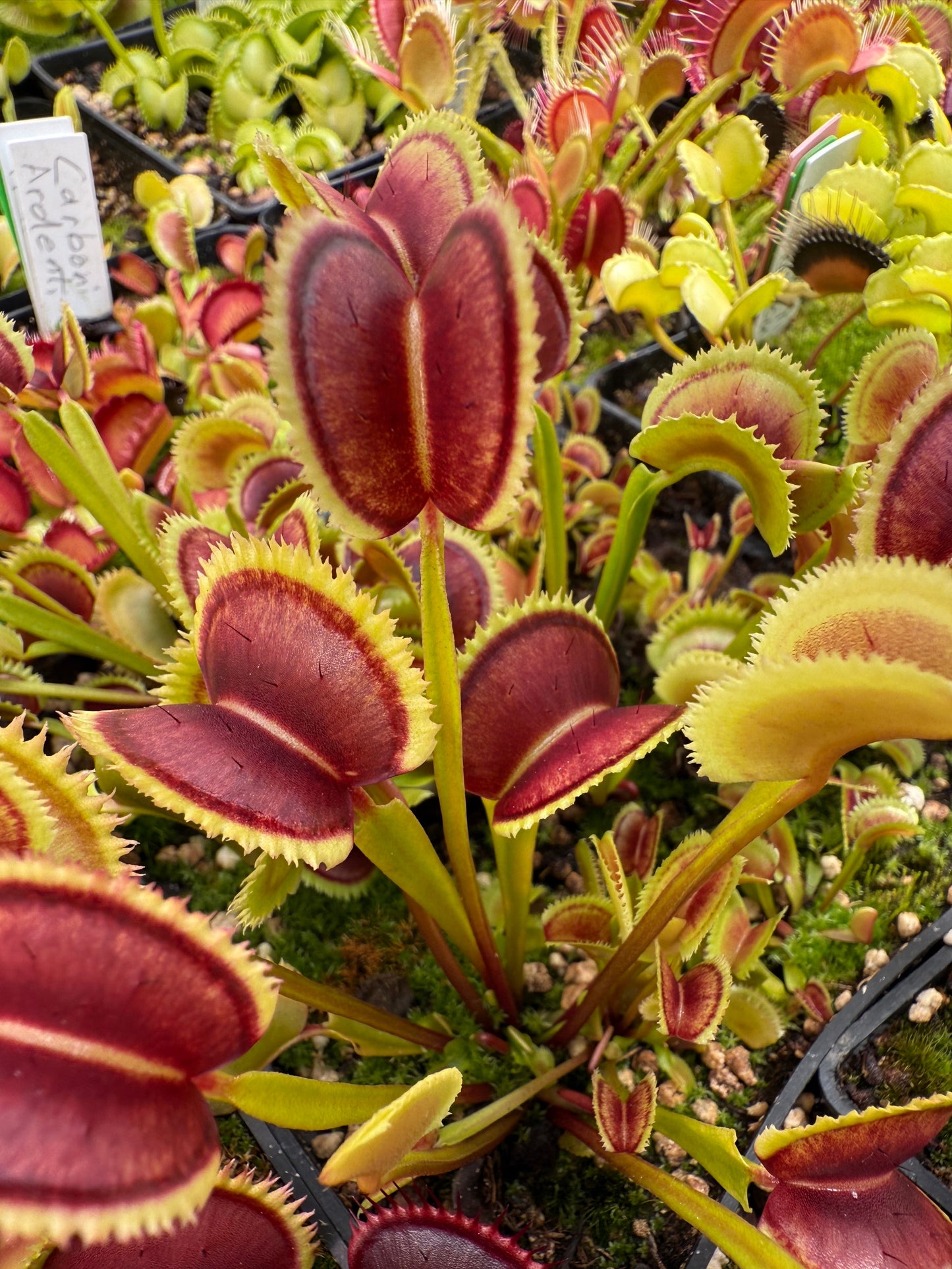 Dionaea muscipula Carnivoria 021