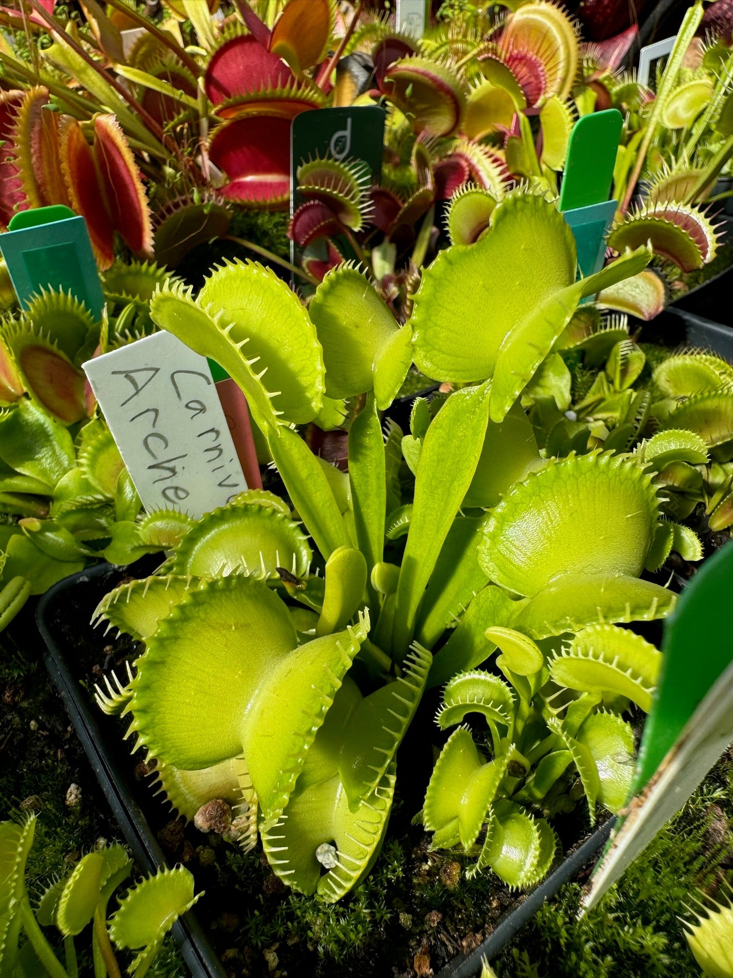 Dionaea muscipula Carnivoria Arched Traps