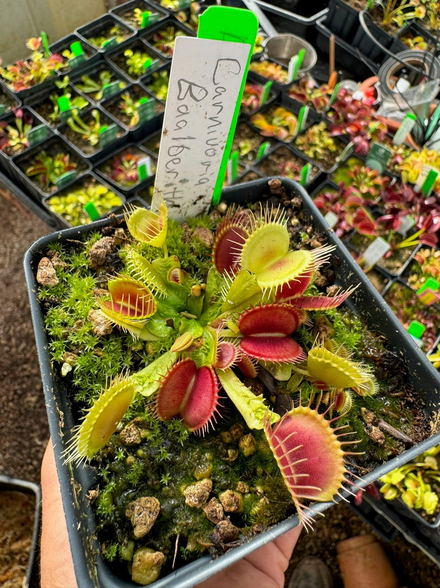 Dionaea muscipula Carnivoria Baalberith