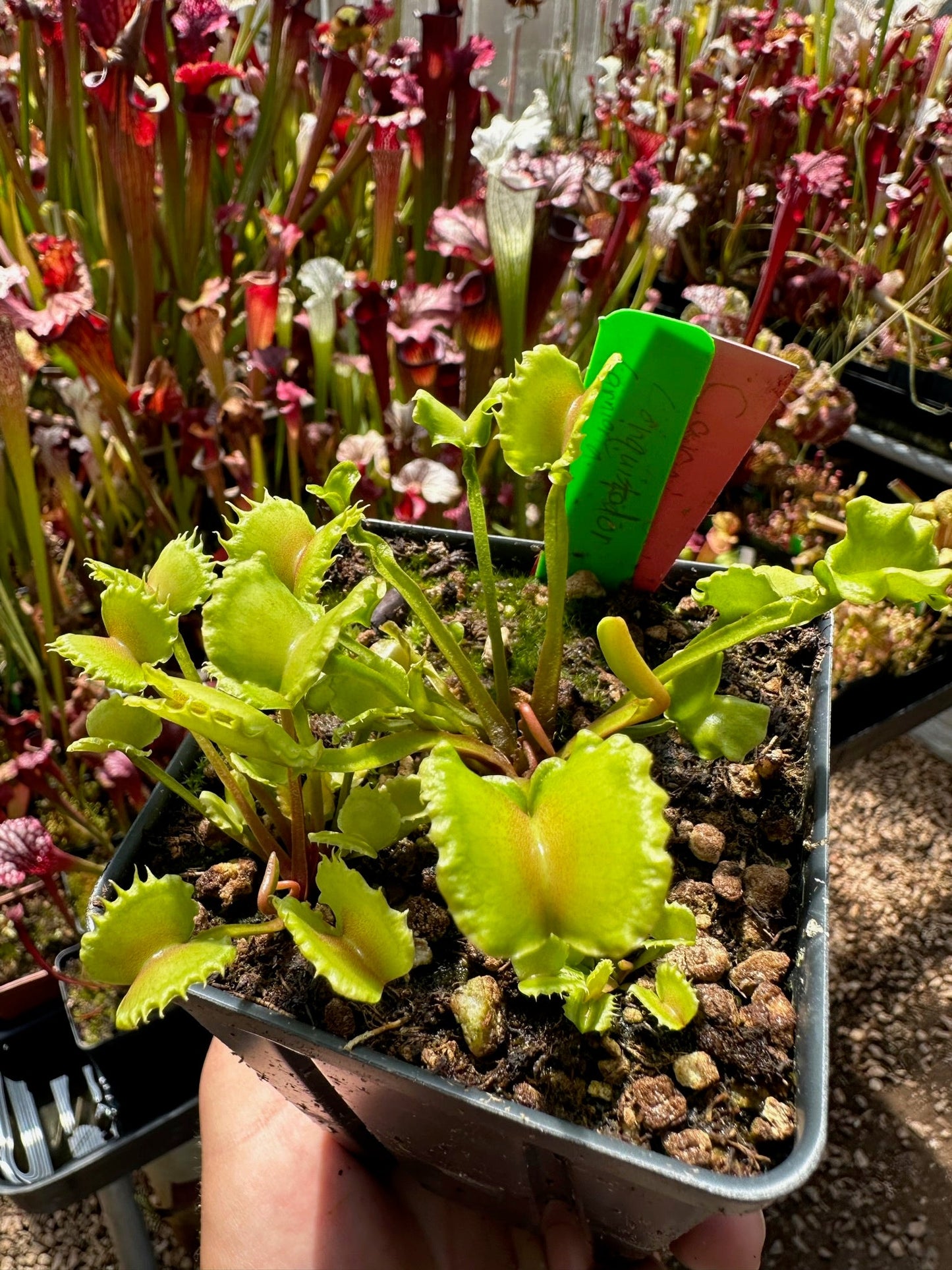 Dionaea muscipula Carnivoria Conquistador