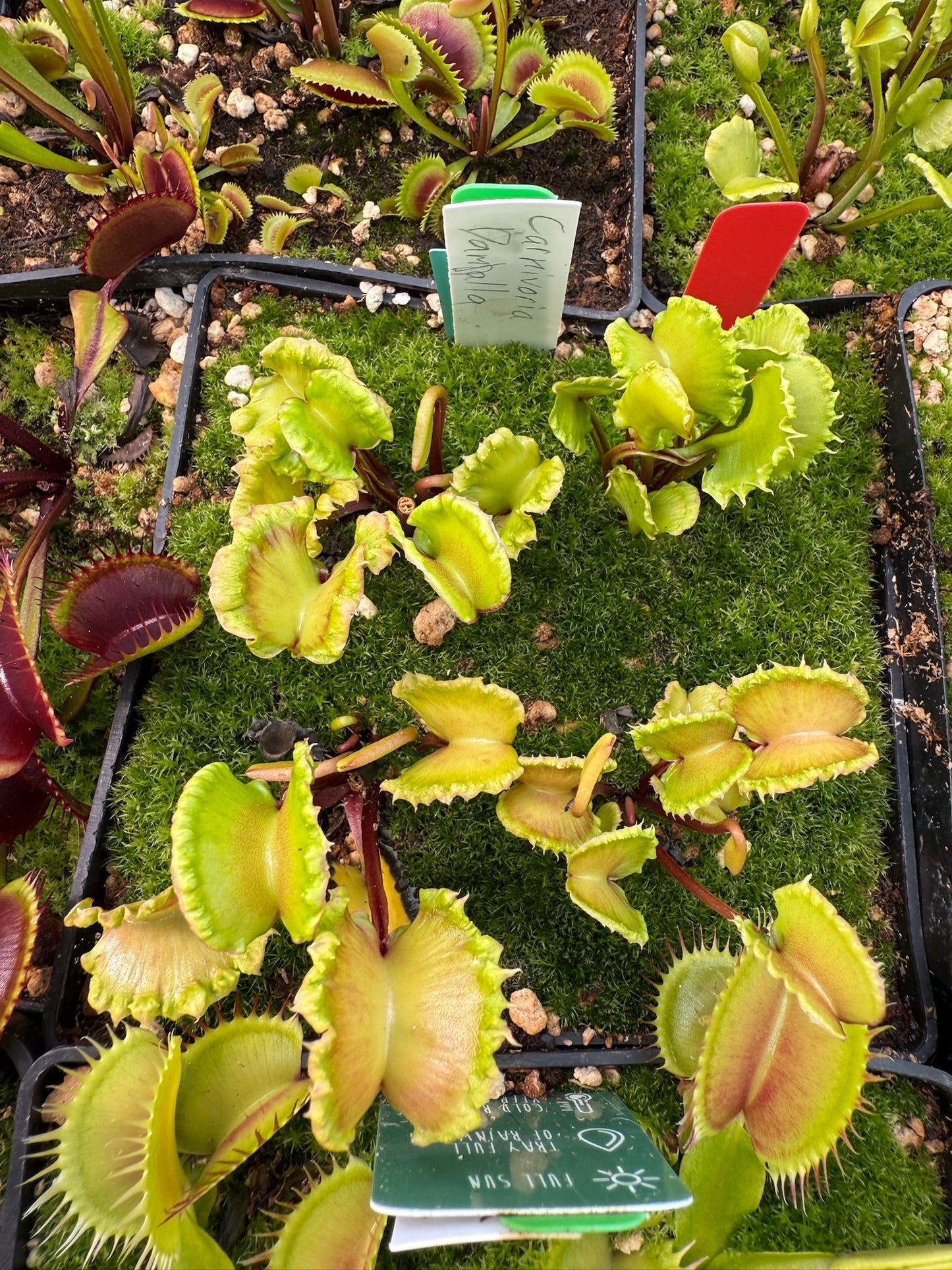 Dionaea muscipula Carnivoria Damballa
