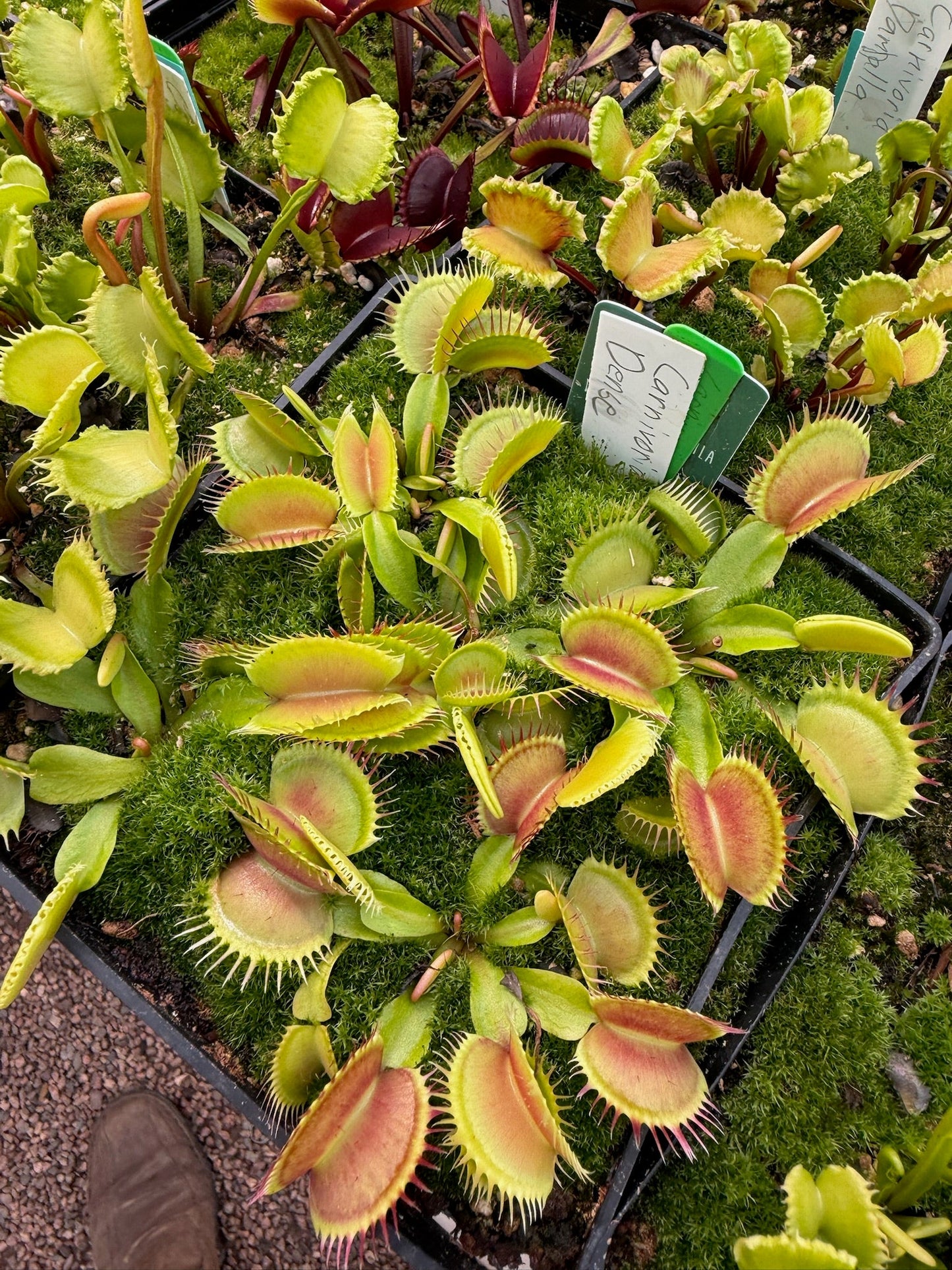Dionaea muscipula Carnivoria Dense