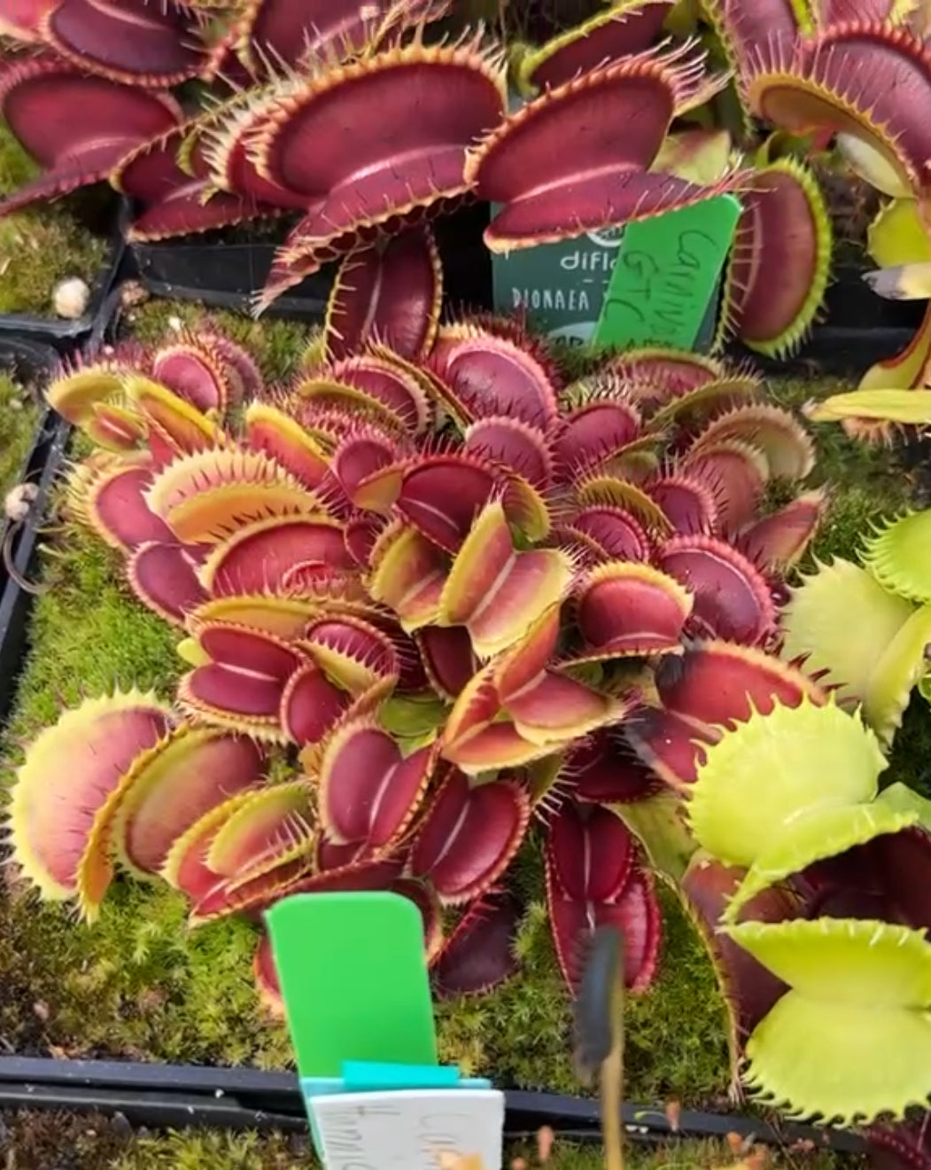 Dionaea muscipula Carnivoria GTC