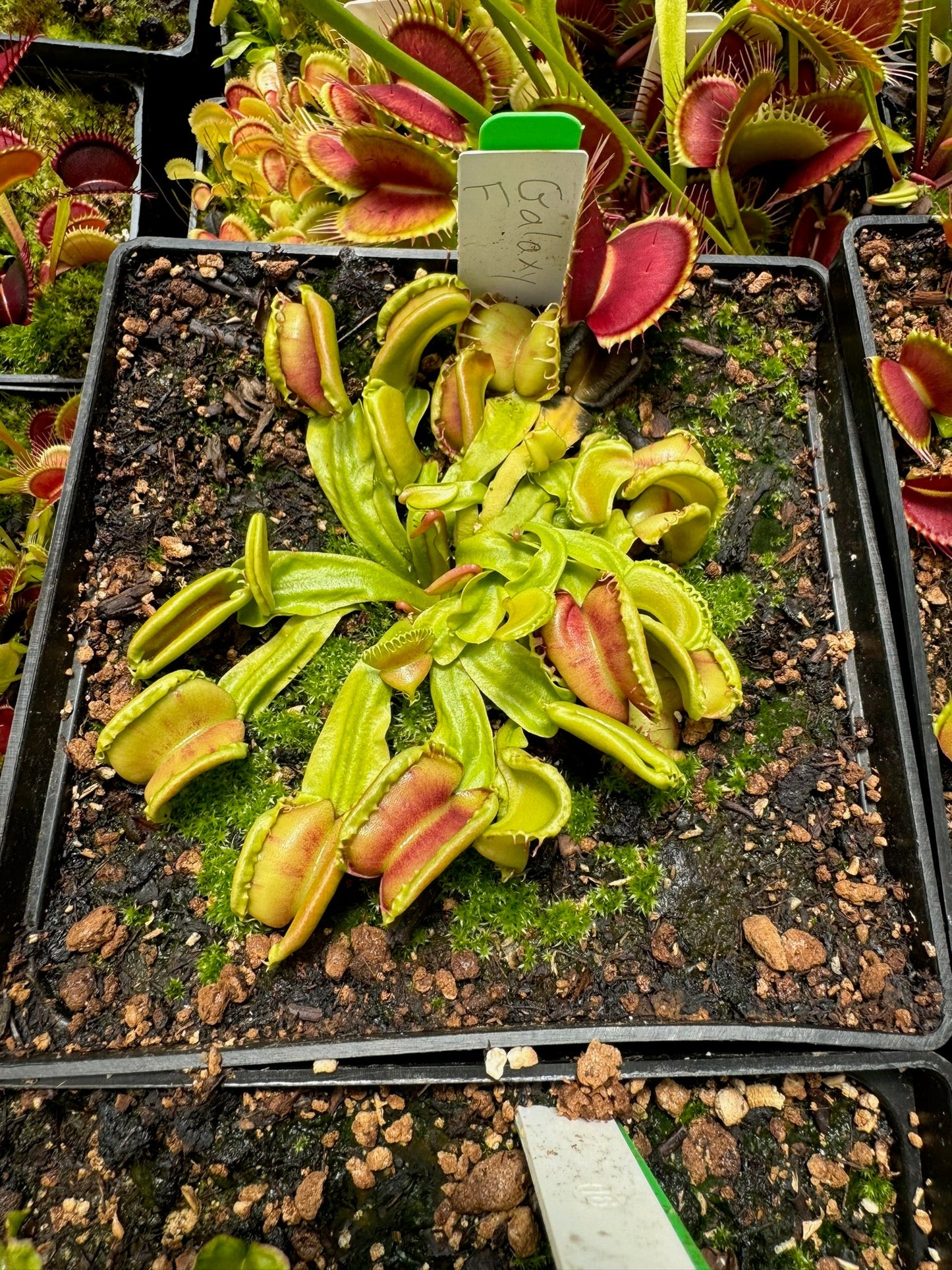 Dionaea muscipula Carnivoria Galaxy F