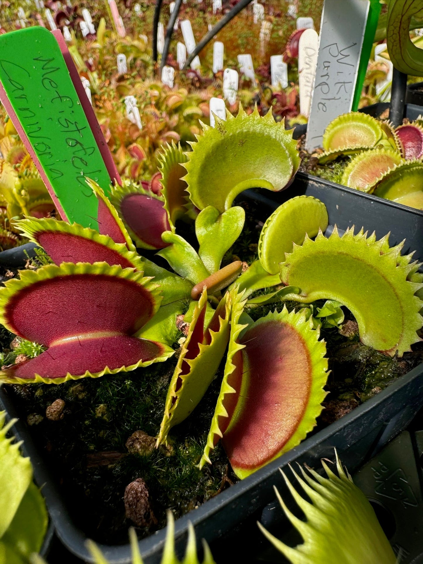 Dionaea muscipula Carnivoria Mefistofeles