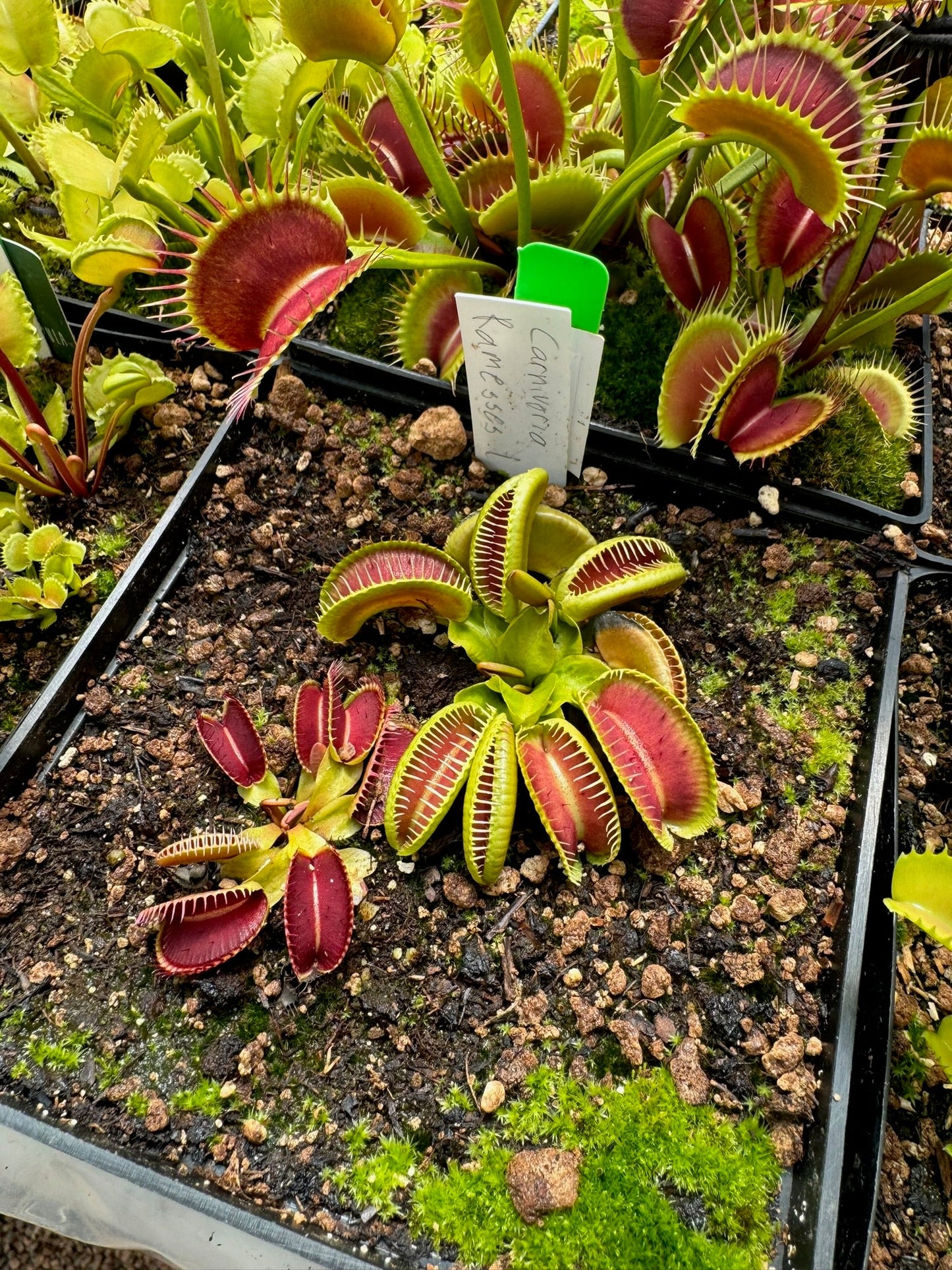 Dionaea muscipula Carnivoria Ramesses I