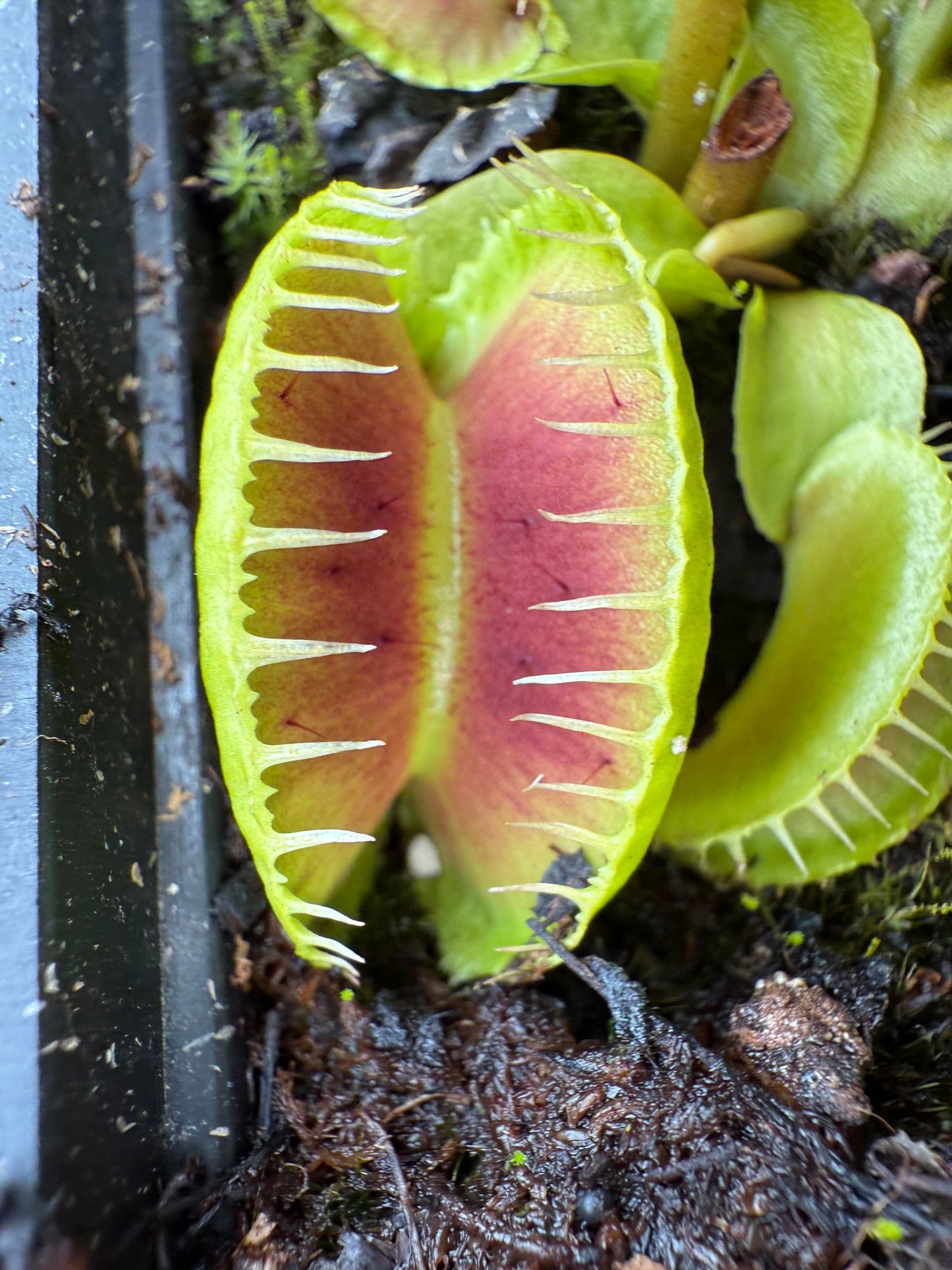 Dionaea muscipula Carnivoria Tutanchamon