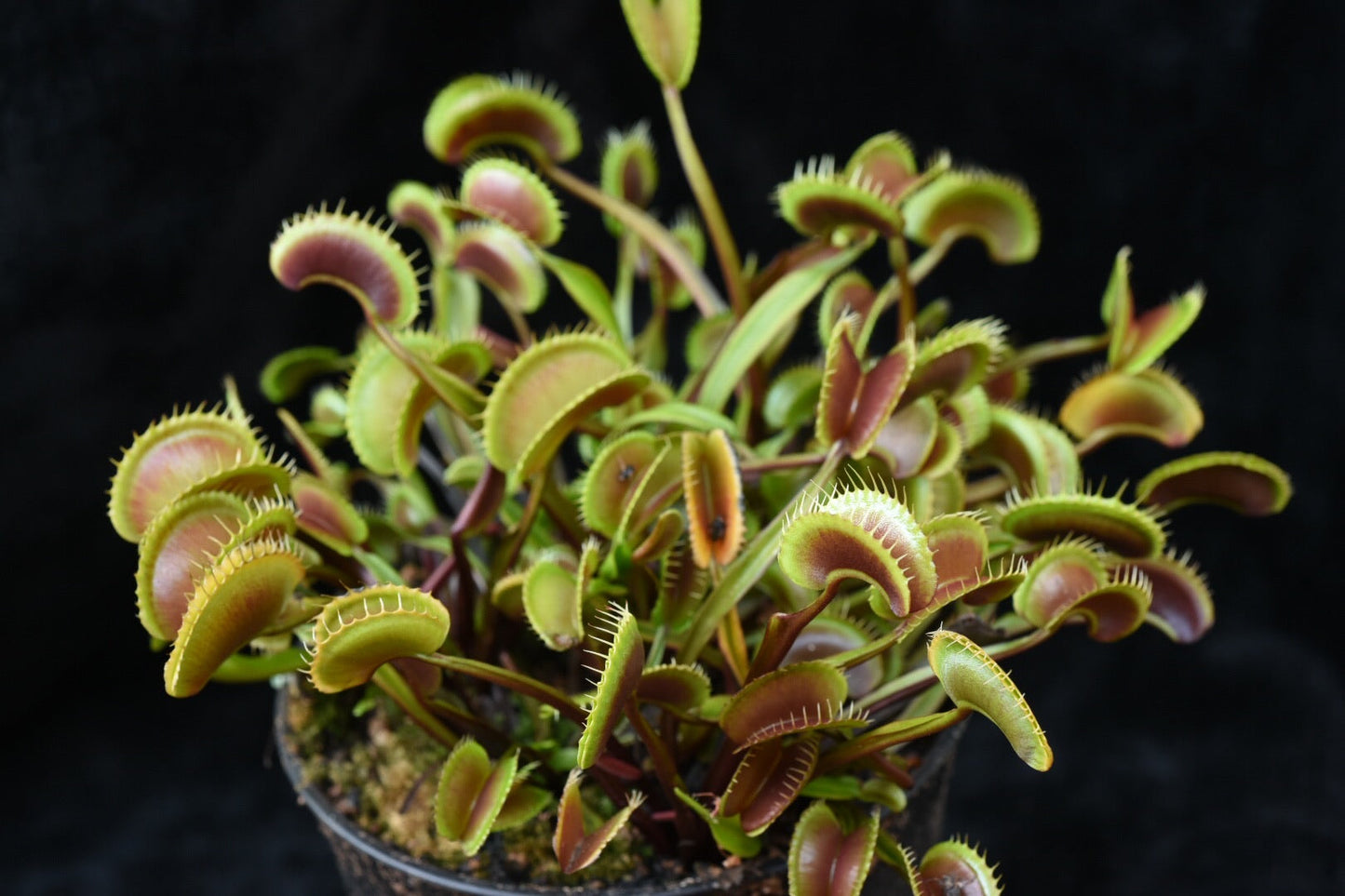 Dionaea muscipula Clayton’s Red Sunset