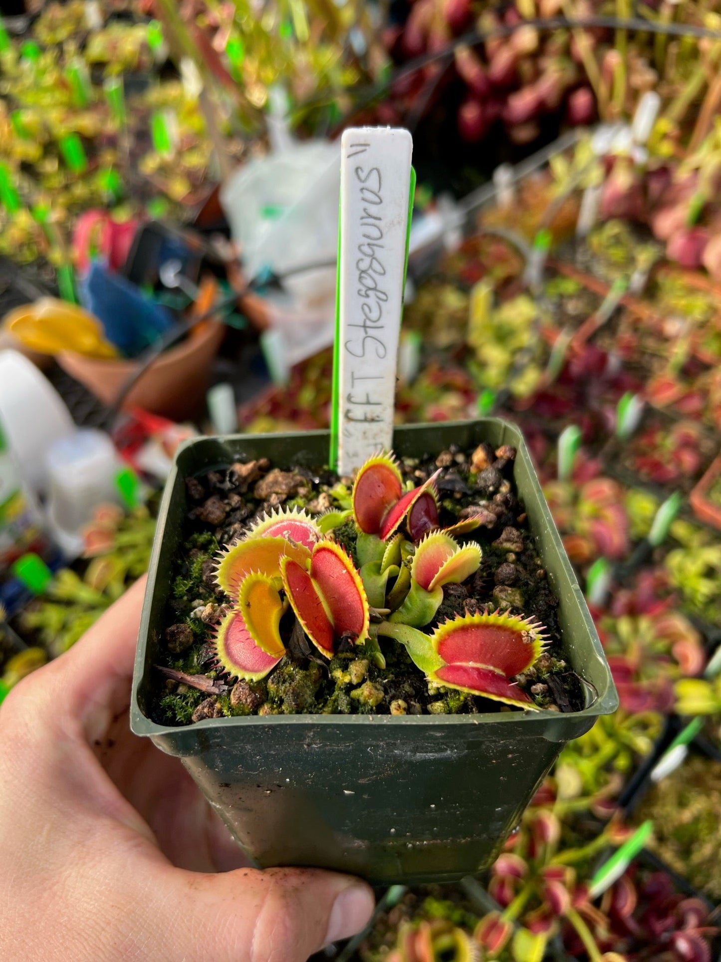 Dionaea muscipula FFT Stegosaurus