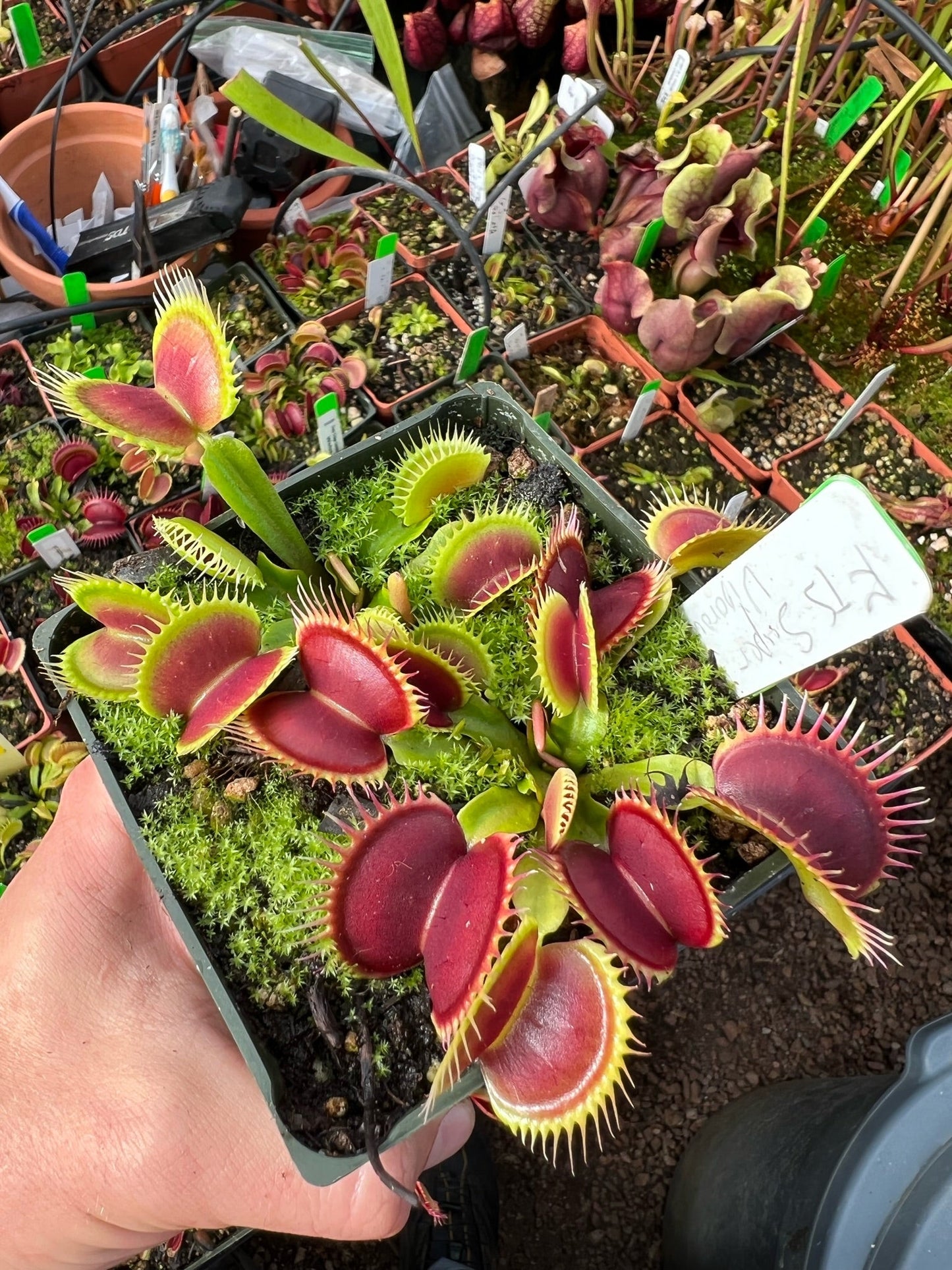 Dionaea muscipula FTS Super Vigorous