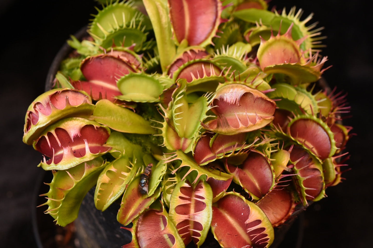 Dionaea muscipula Fused Tooth Extreme
