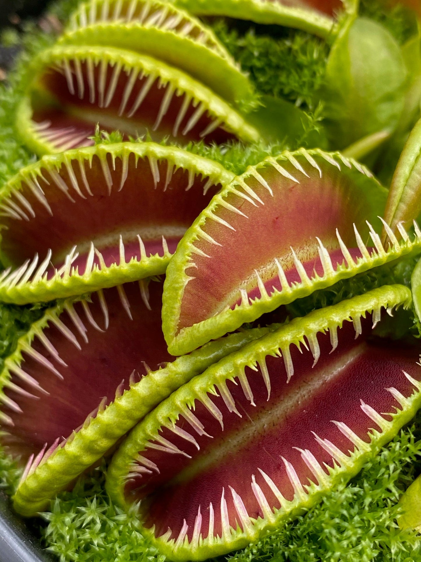 Dionaea muscipula GJ Hellcat