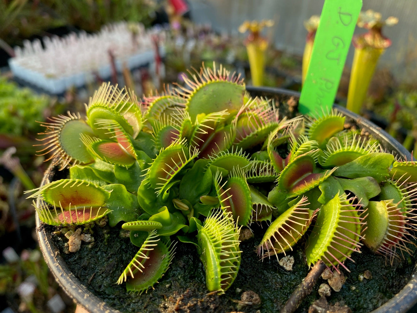 Dionaea muscipula GJ Phalanx