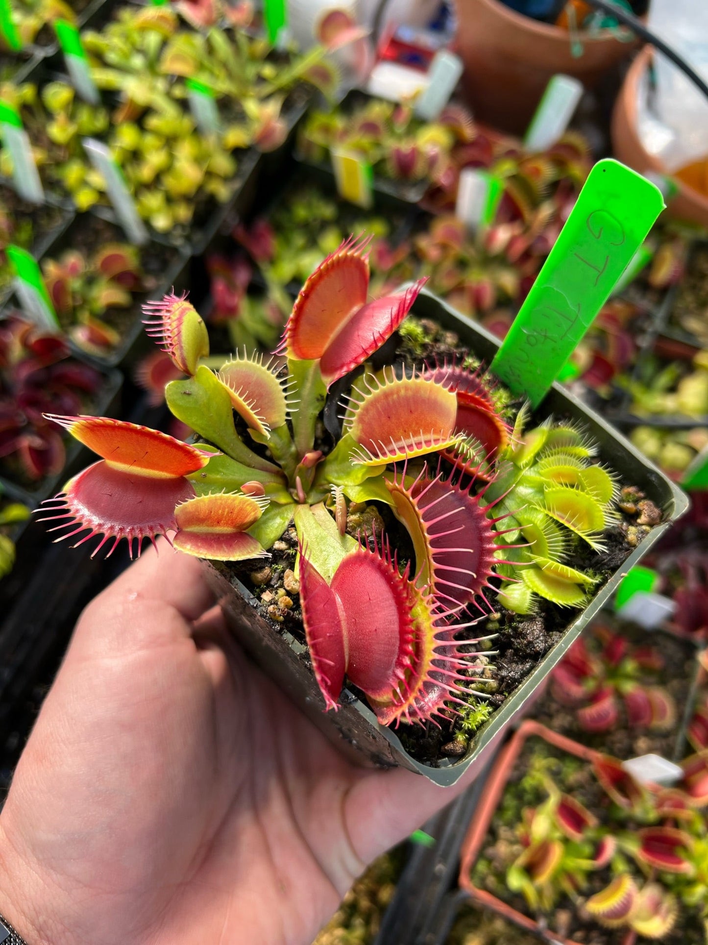 Dionaea muscipula GJ Titanium 