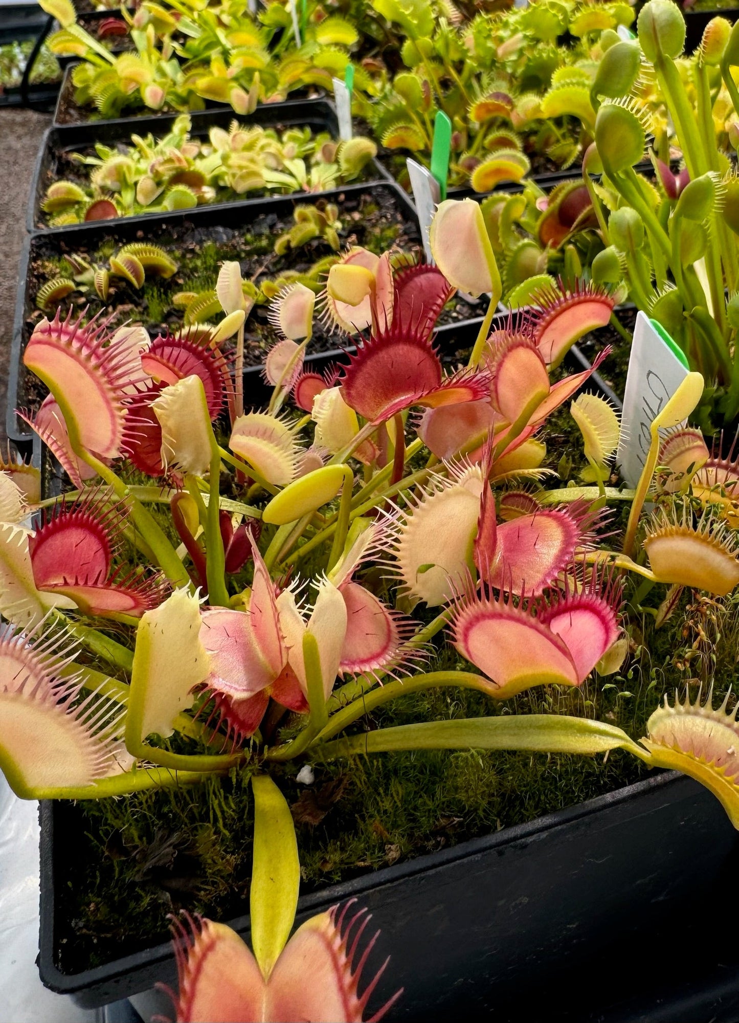 Dionaea muscipula Ghost small