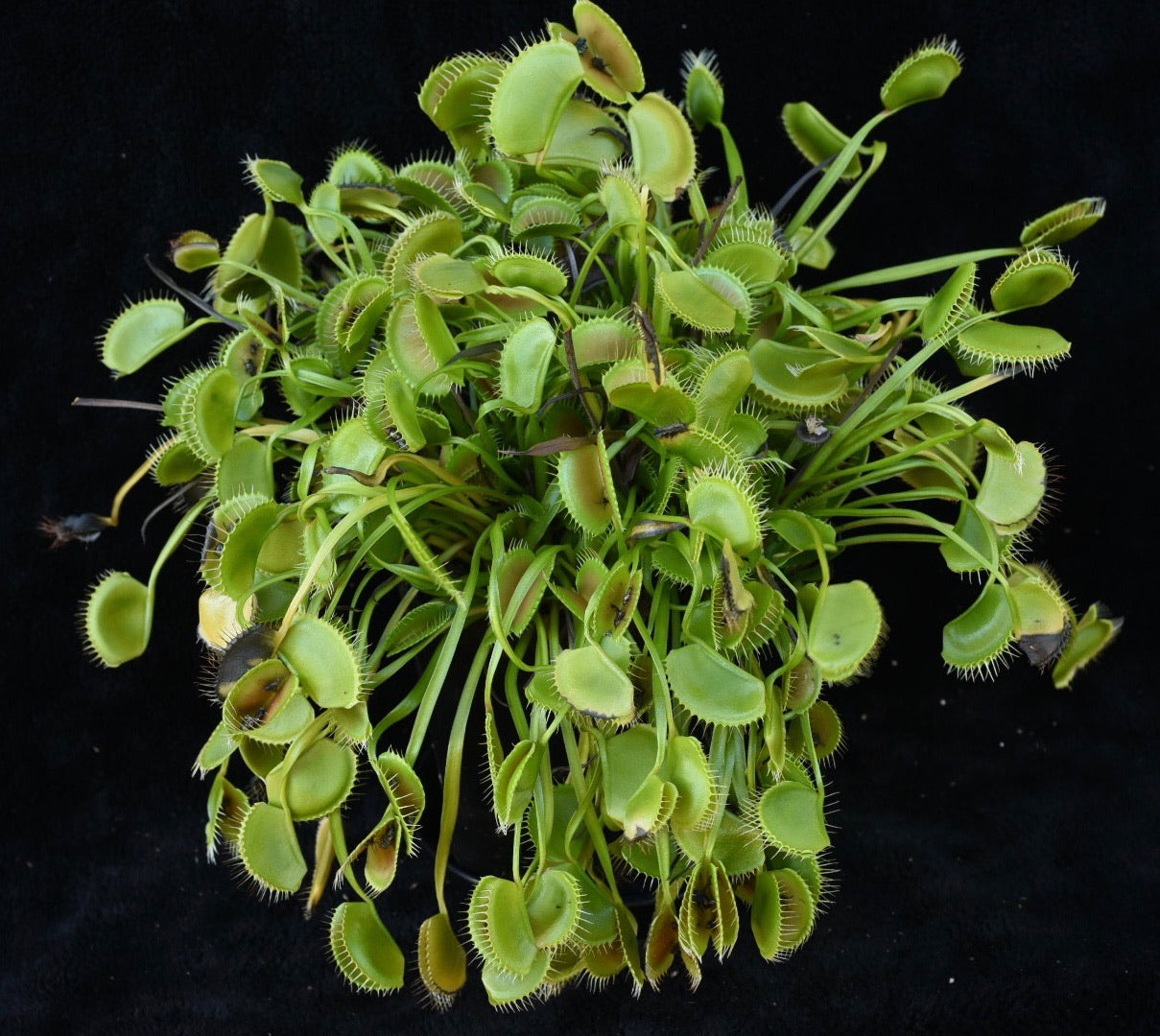 Dionaea muscipula King Henry small