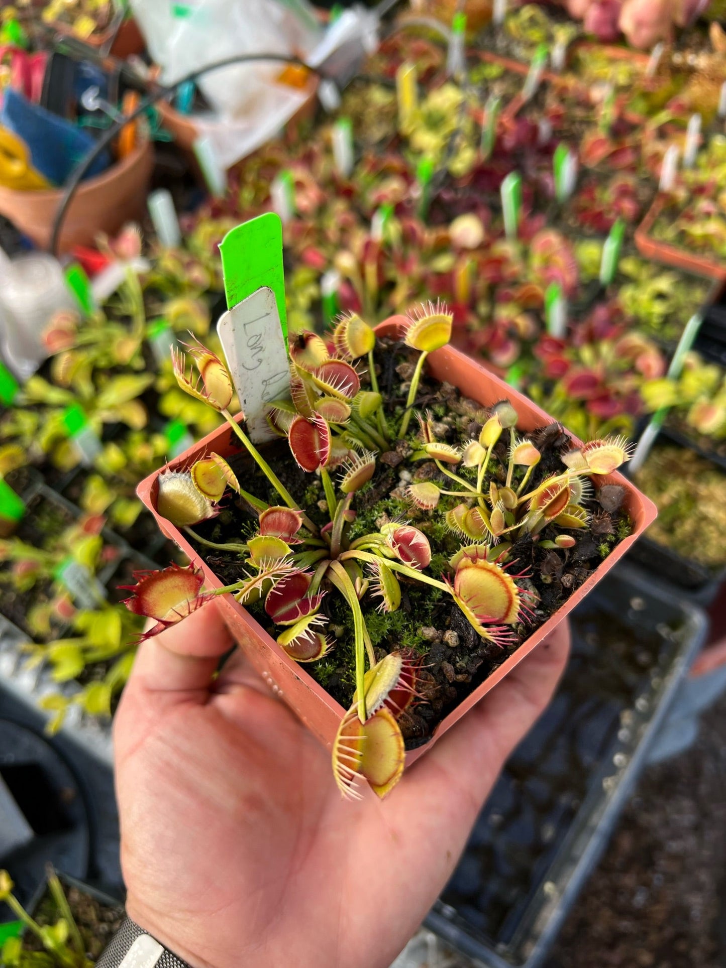 Dionaea muscipula Long Red Fingers”