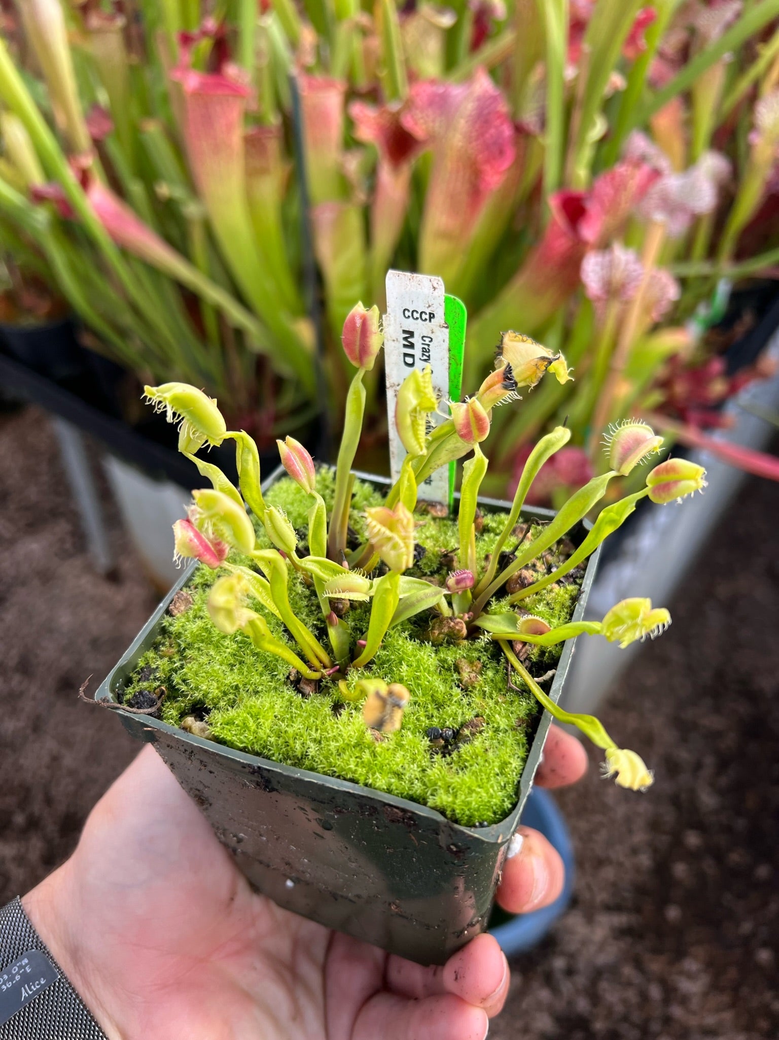 mr cheeks plant a seed MD Buttcheeks | Buy Venus Flytrap