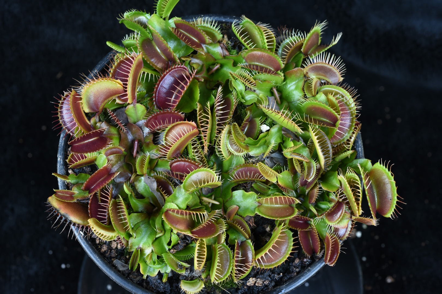 Dionaea muscipula Pink Venus
