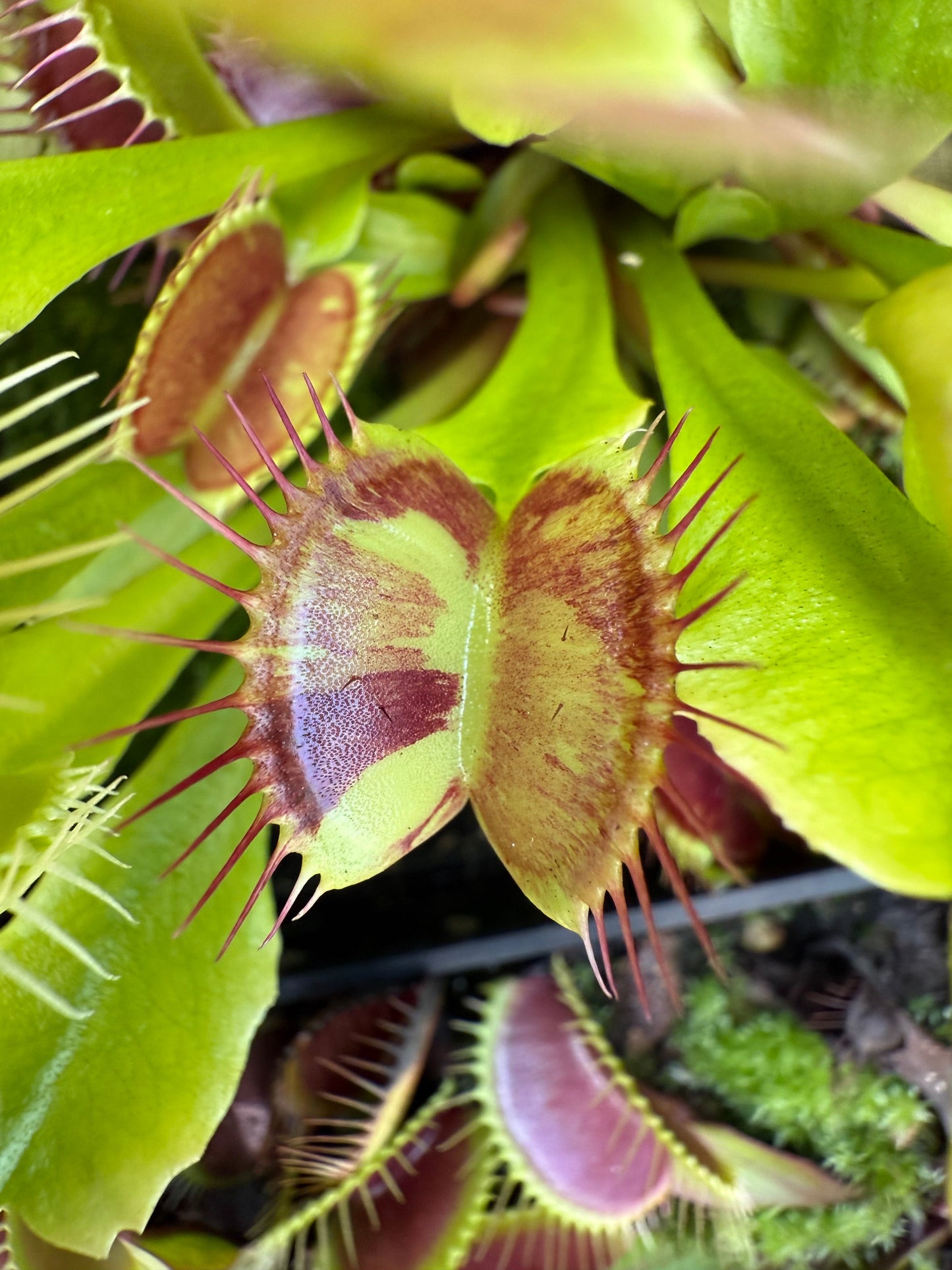 Dionaea muscipula Pollock