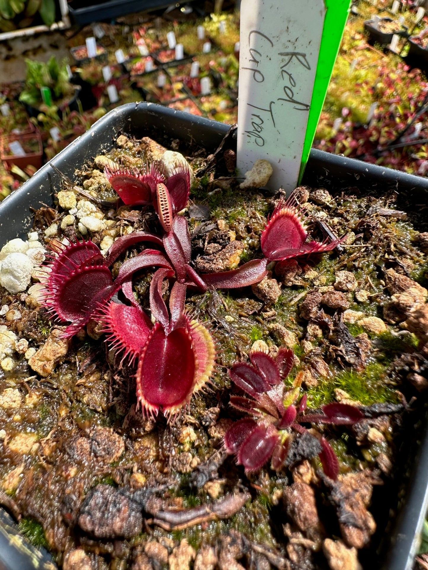 Dionaea muscipula Red Cup Trap