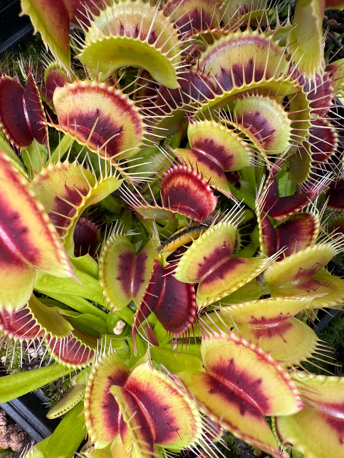 Dionaea muscipula Smog