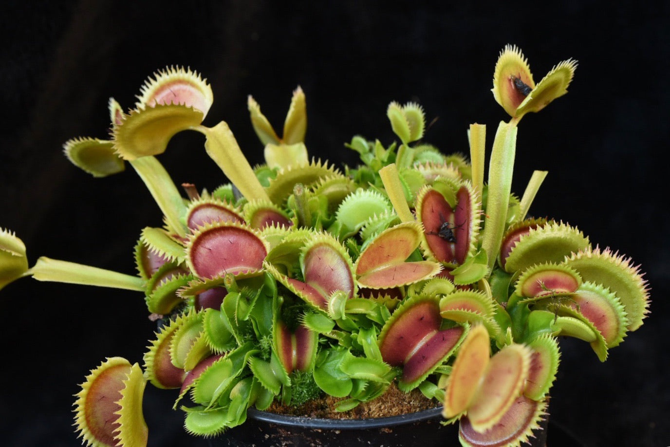 Dionaea muscipula UK Sawtooth