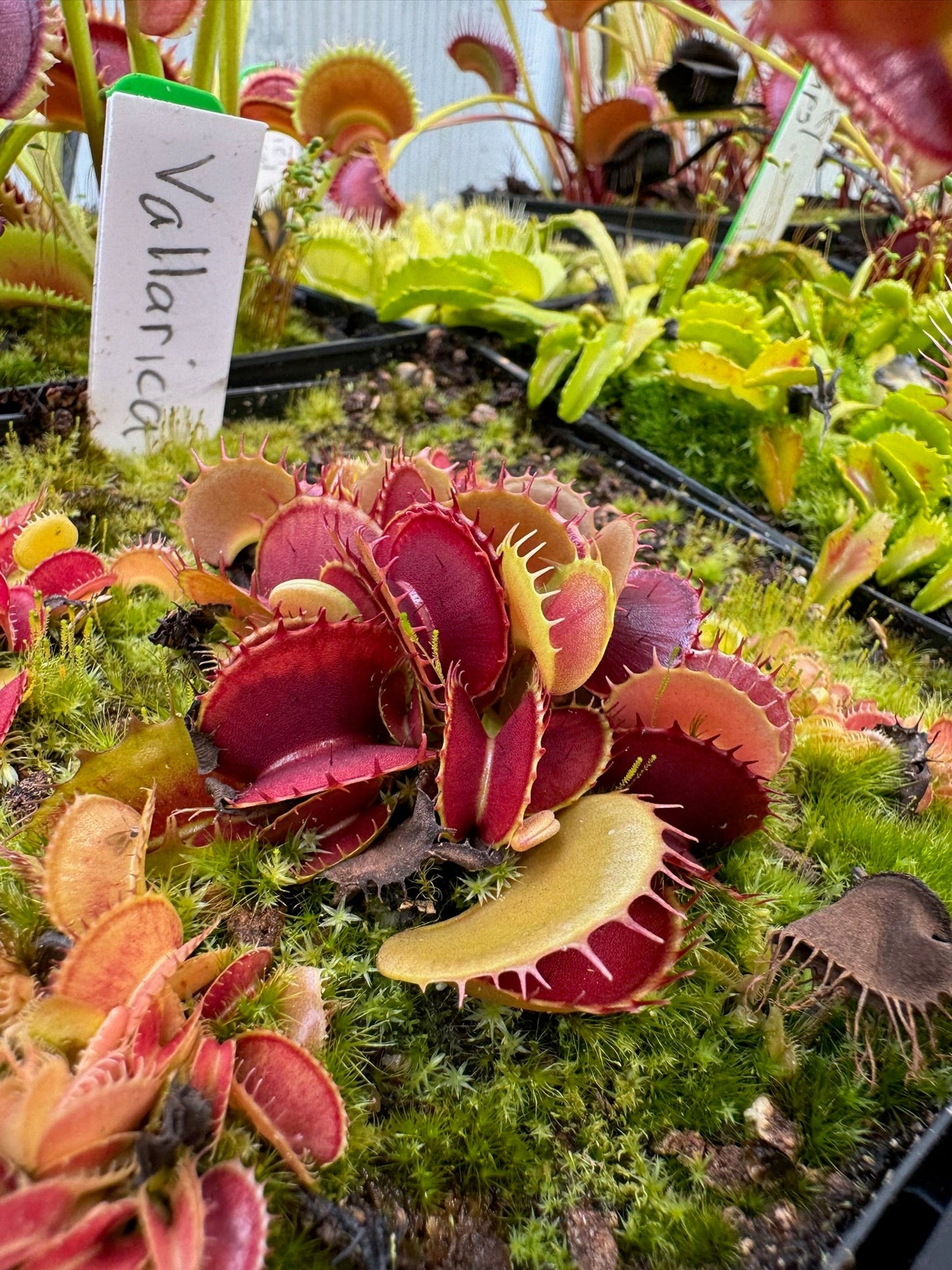 Dionaea muscipula Vallaria