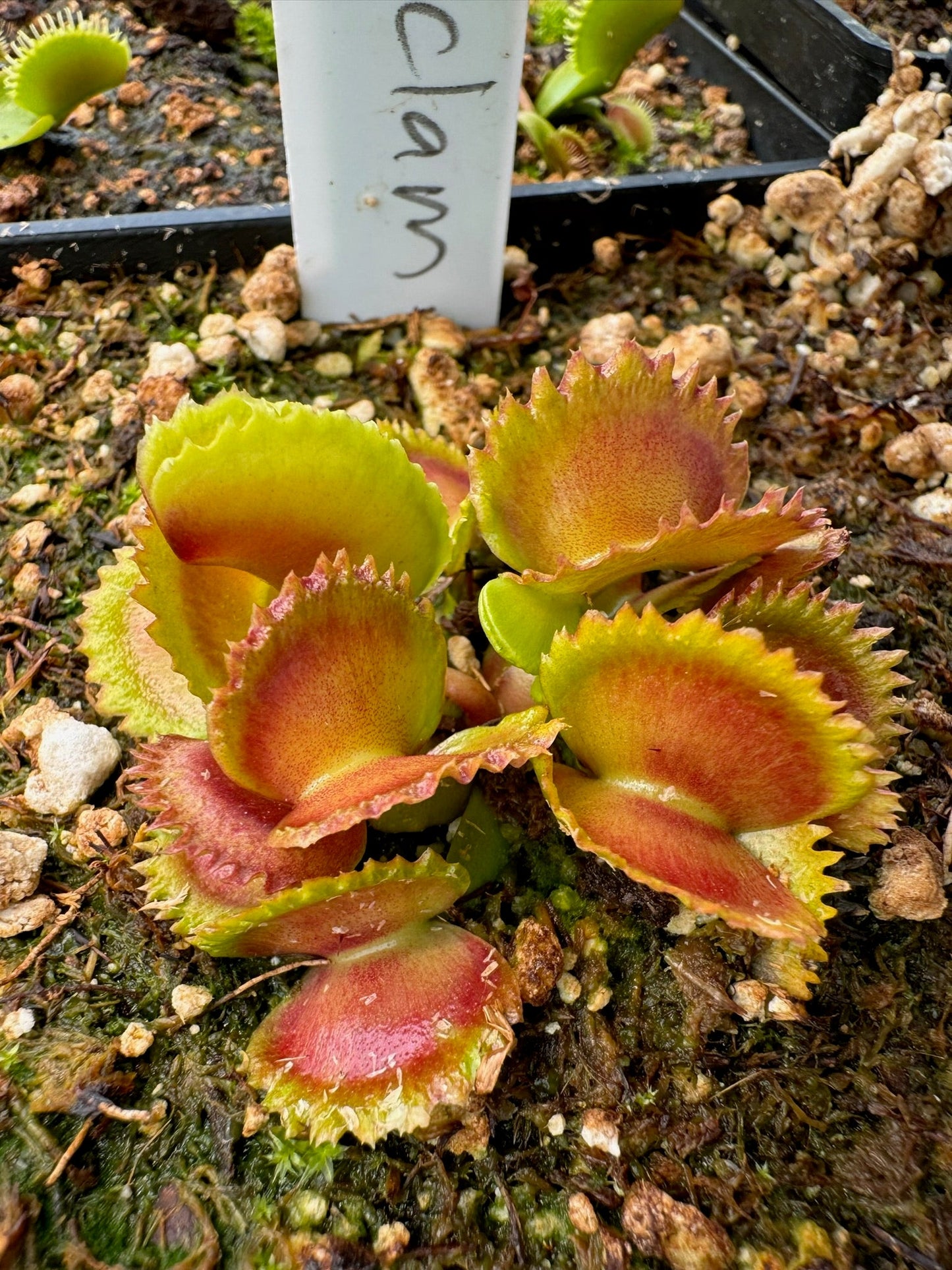 Dionaea muscipula Wereclam