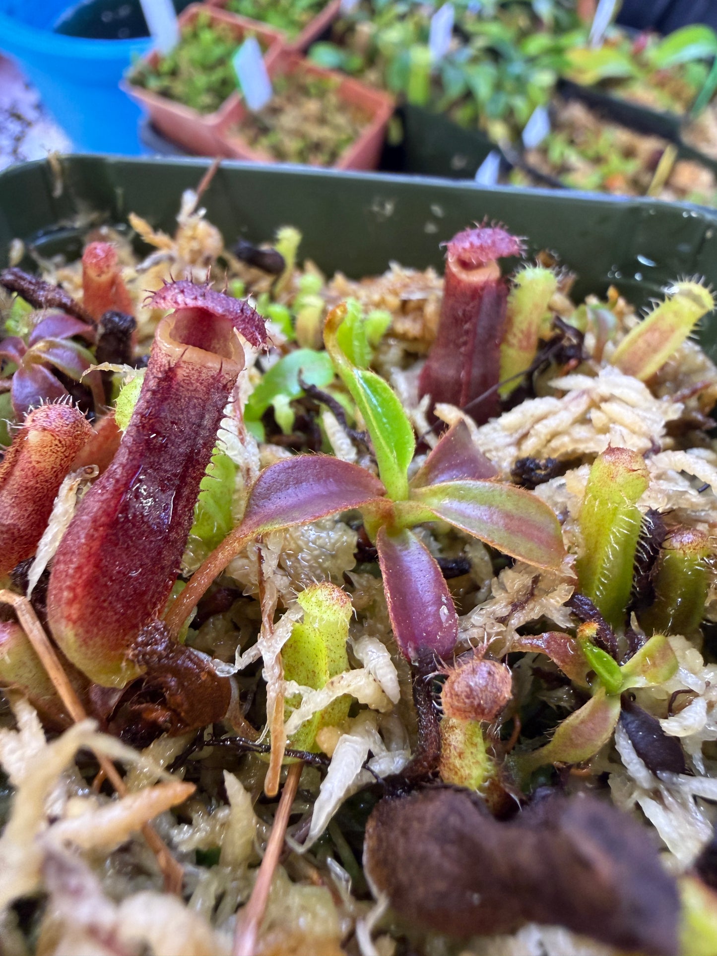 N99 Nepenthes (veitchii x lowii BE 14) x edwardsiana (Shipped Bare-Root)