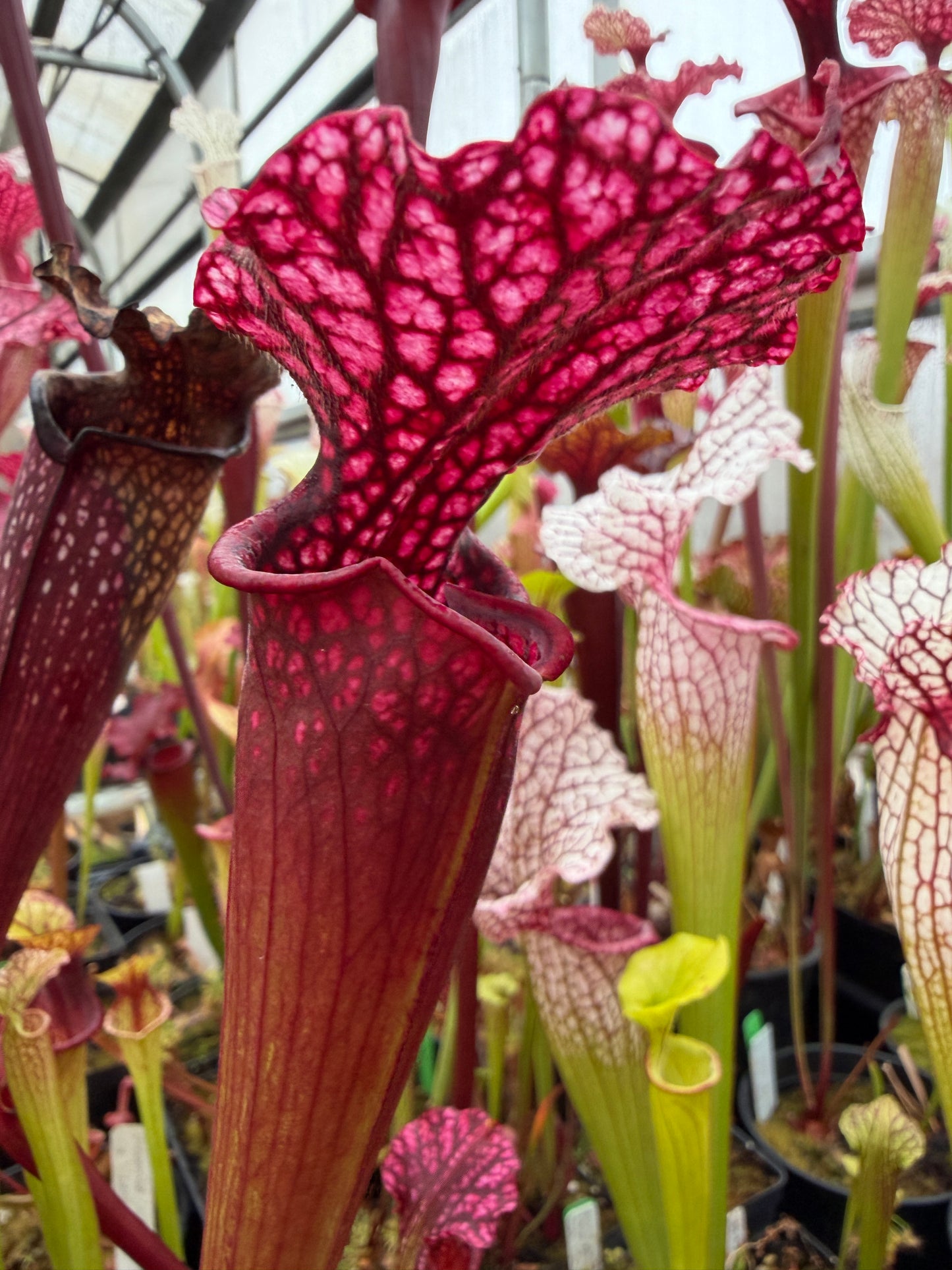 Sarracenia x Moorei Phil Favorite (Shipped Bare-Root)