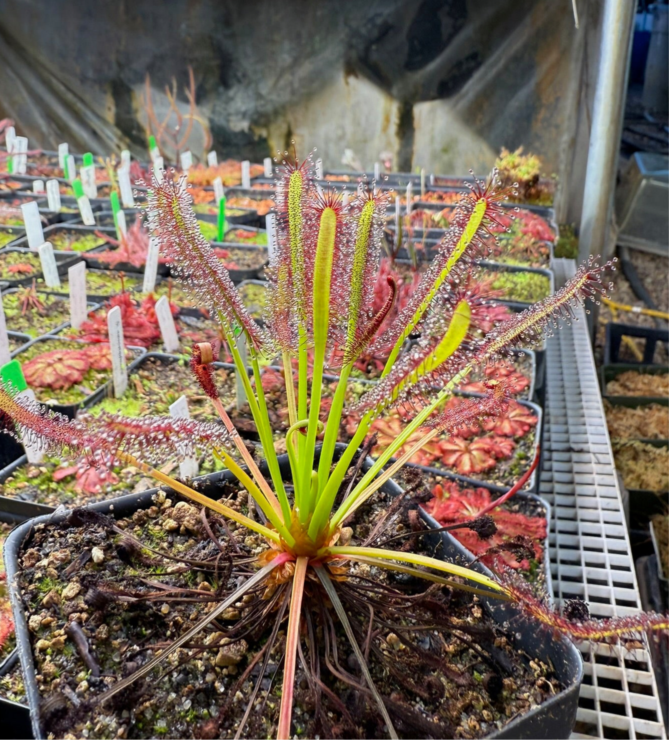 Drosera capensis (1285m asl, Matroosberg)