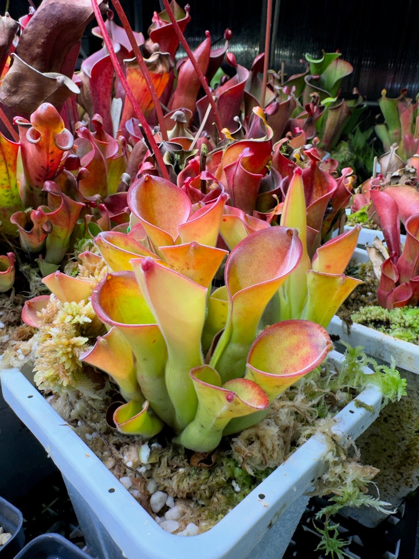 Heliamphora exappendiculata Apacapa AW