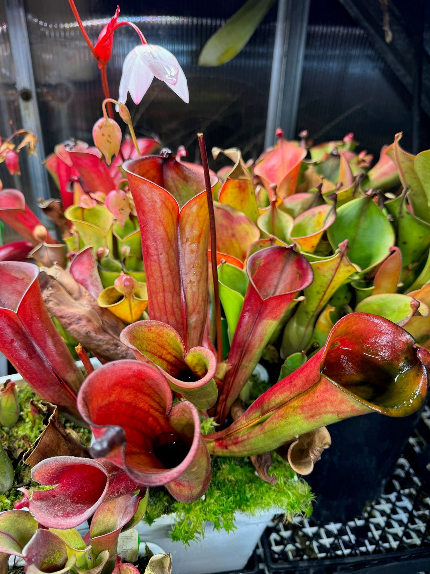 Heliamphora folliculata Murosipan Tepui David D. SG Division