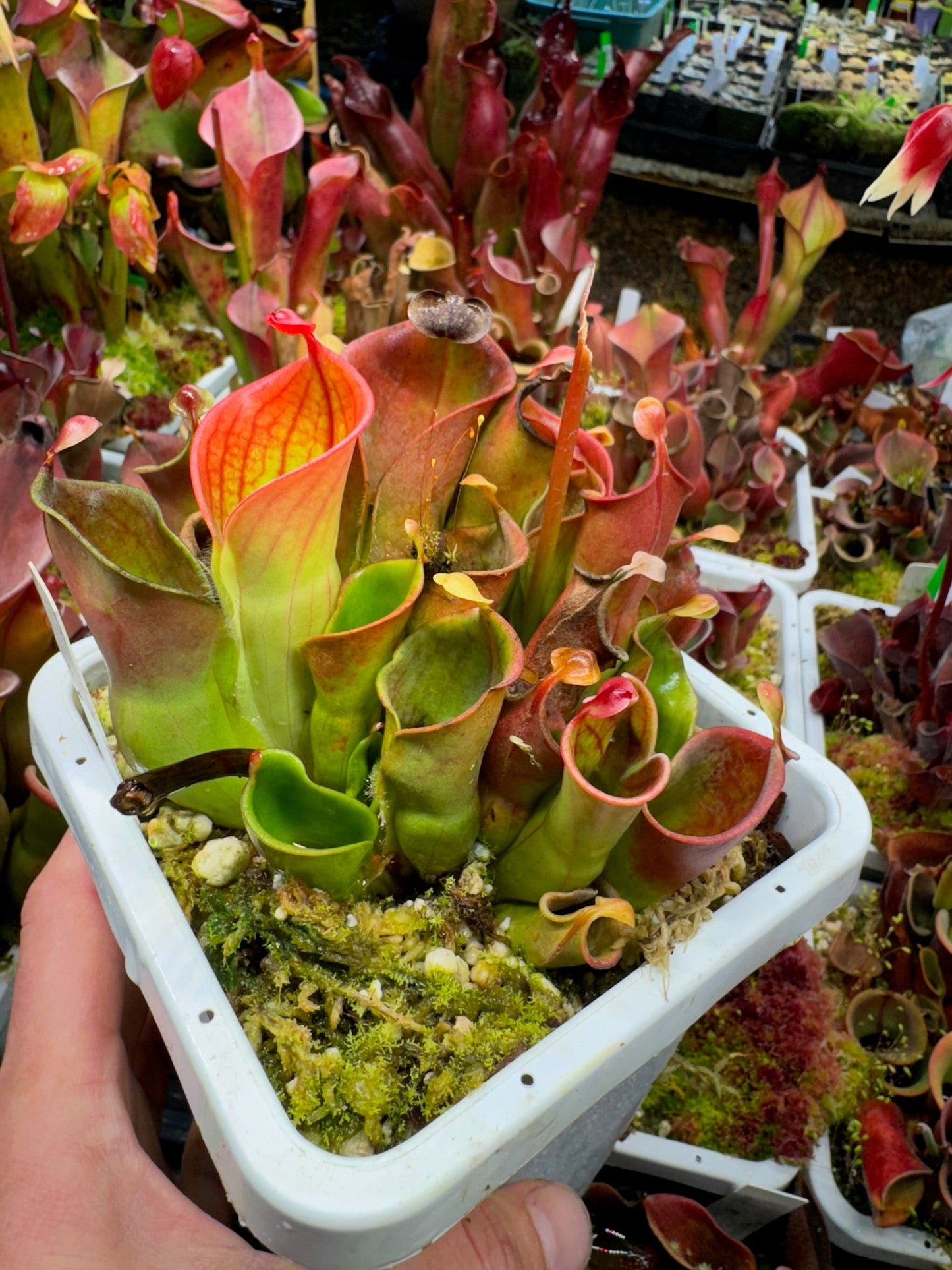 Heliamphora minor Auyan Tepui Venezuela BE