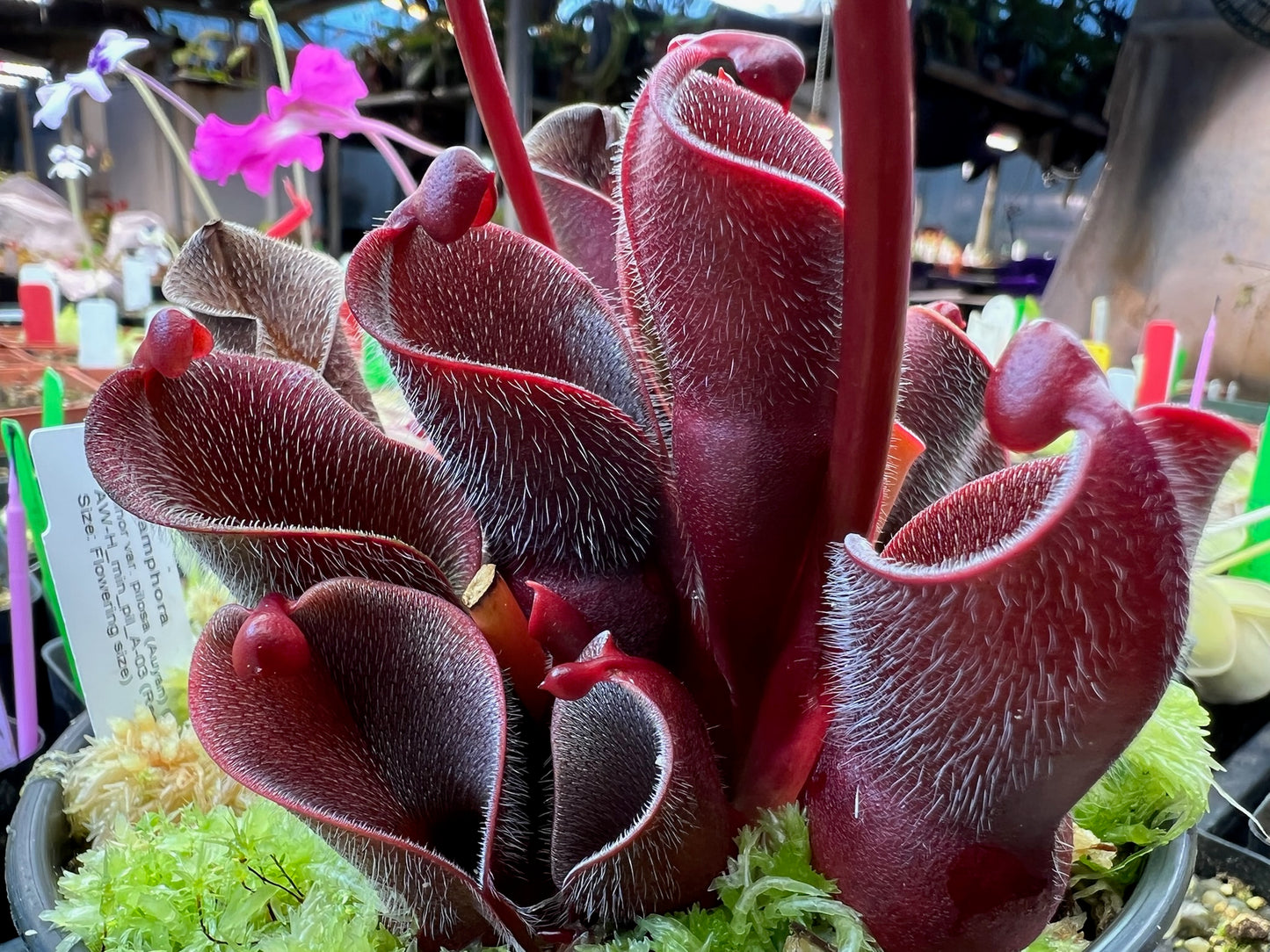 Heliamphora minor var. pilosa AW Clone 3