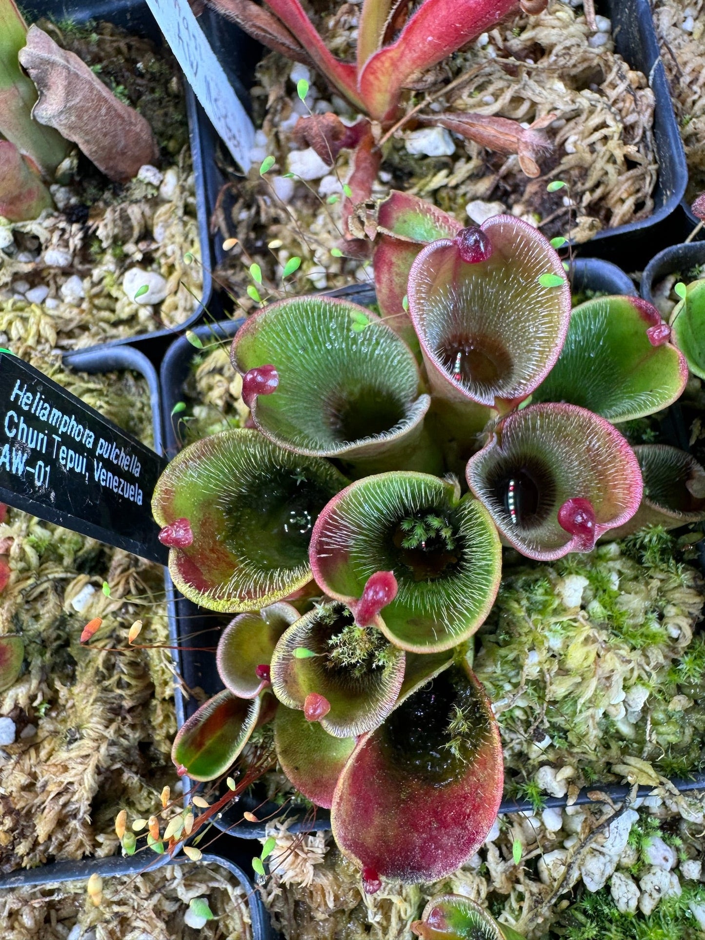 Heliamphora pulchella Churi tepui AW 1