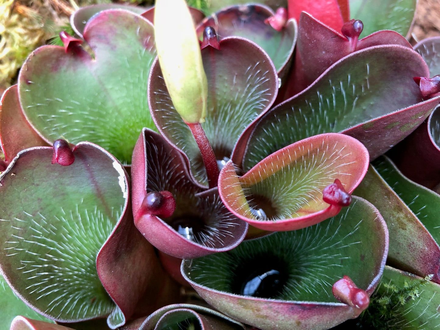 Heliamphora pulchella Tirepon Tepui