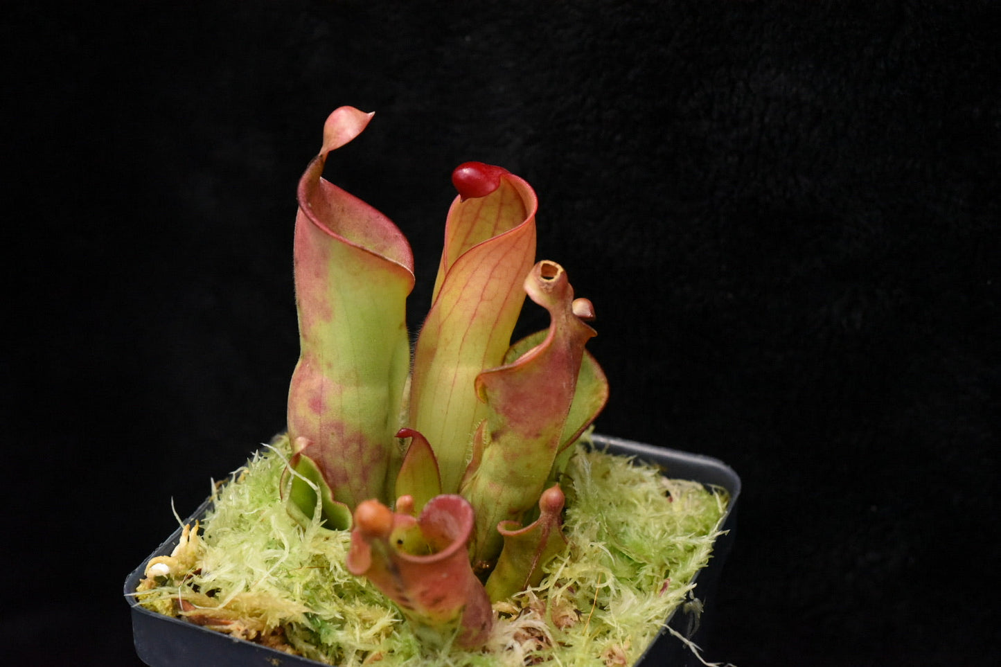 Heliamphora x heterodoxa x minor Orange