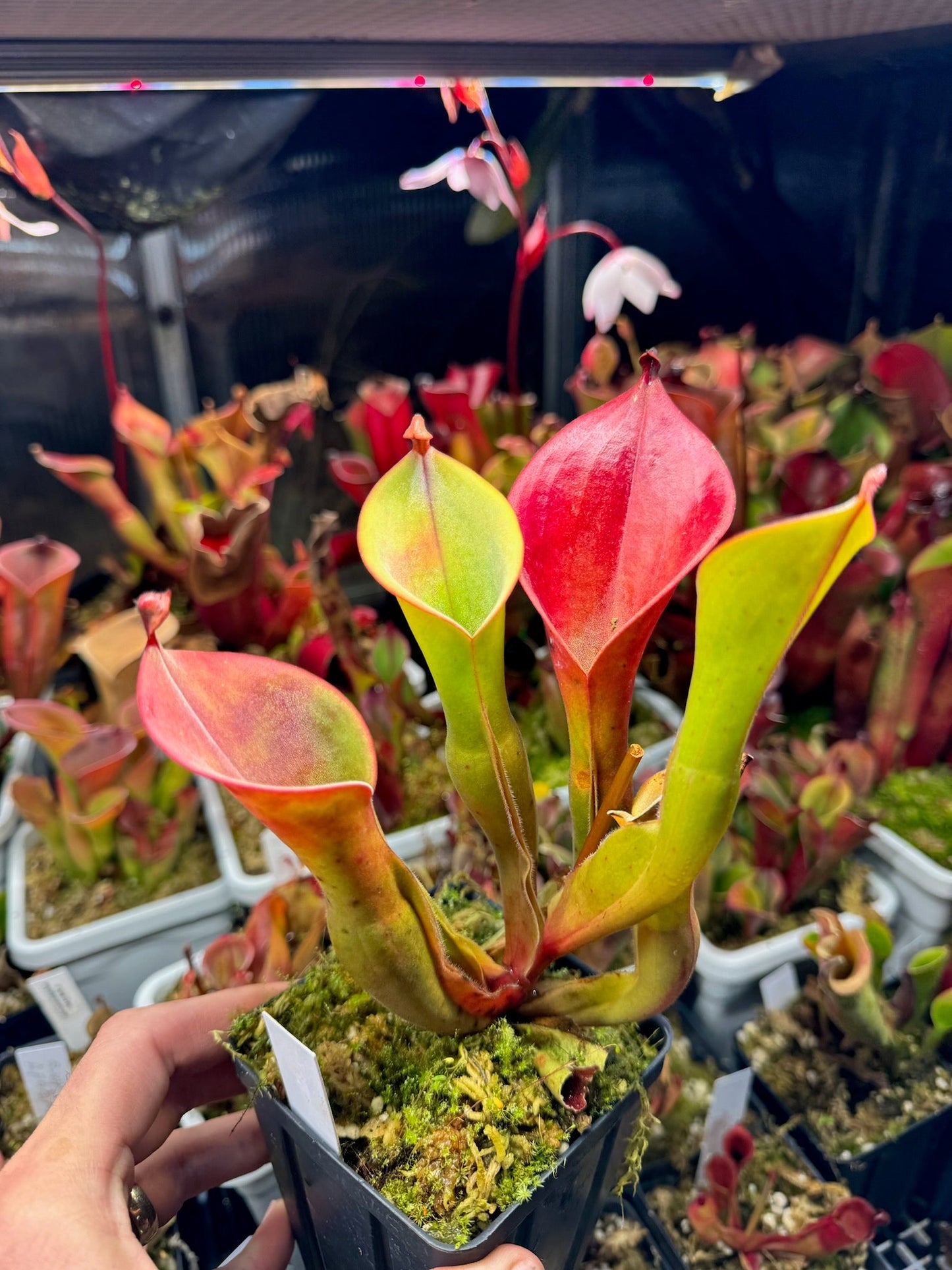 Heliamphora x nutans Giant probably (nutans x glabra)