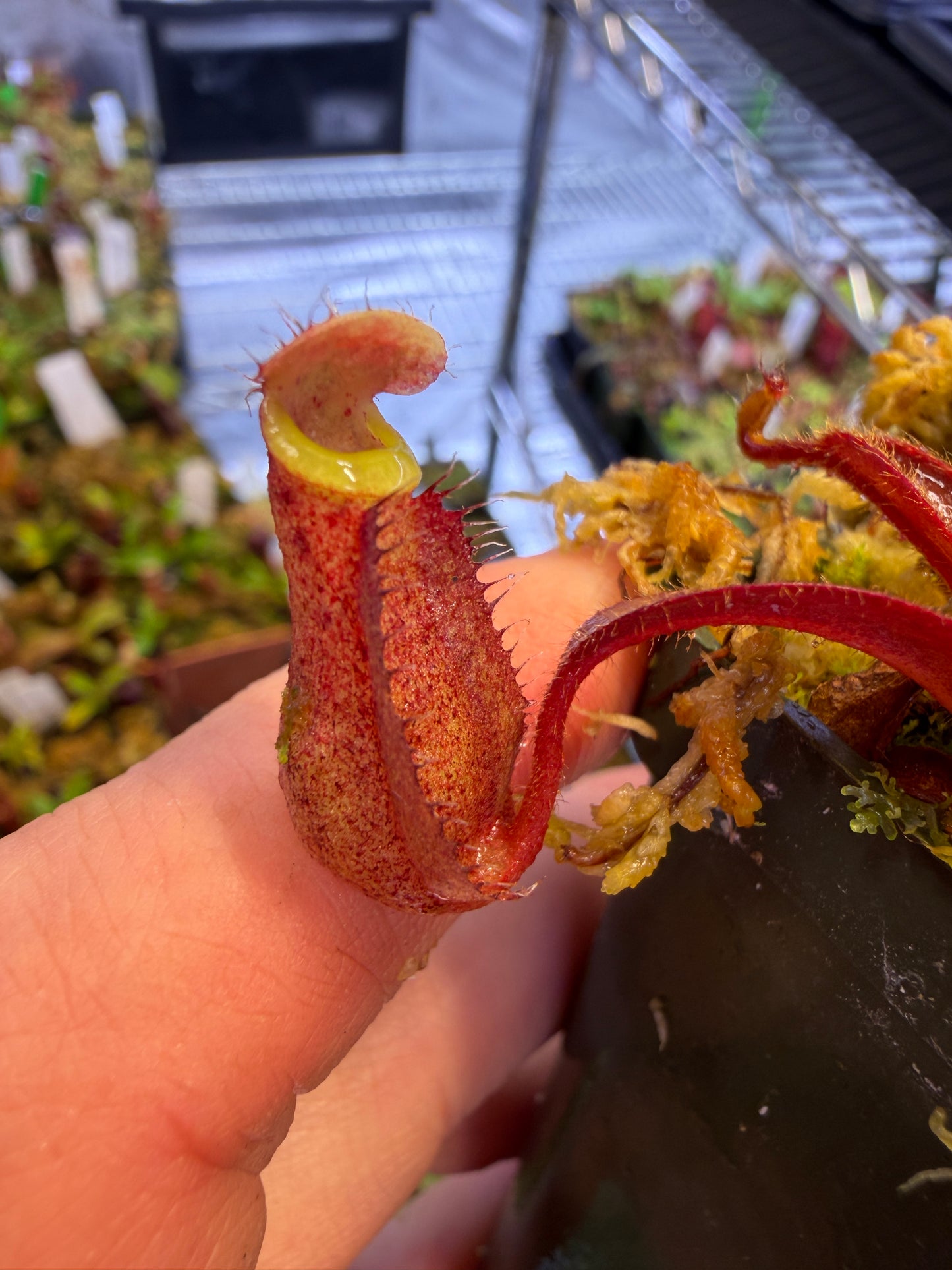 Nepenthes Song of Melancholy x (spathulata x veitchii)