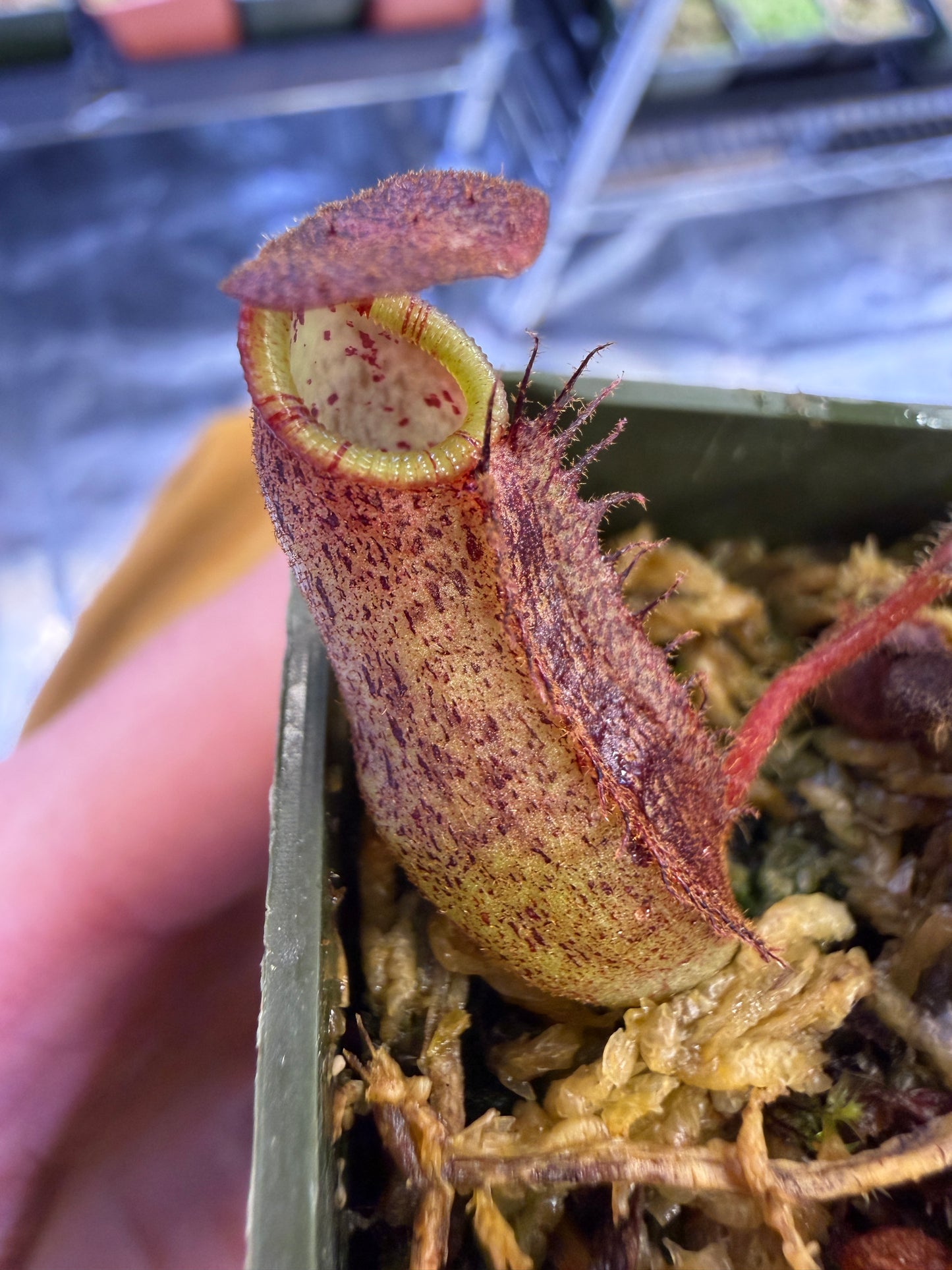 Nepenthes minima x mollis (Seed Grown)