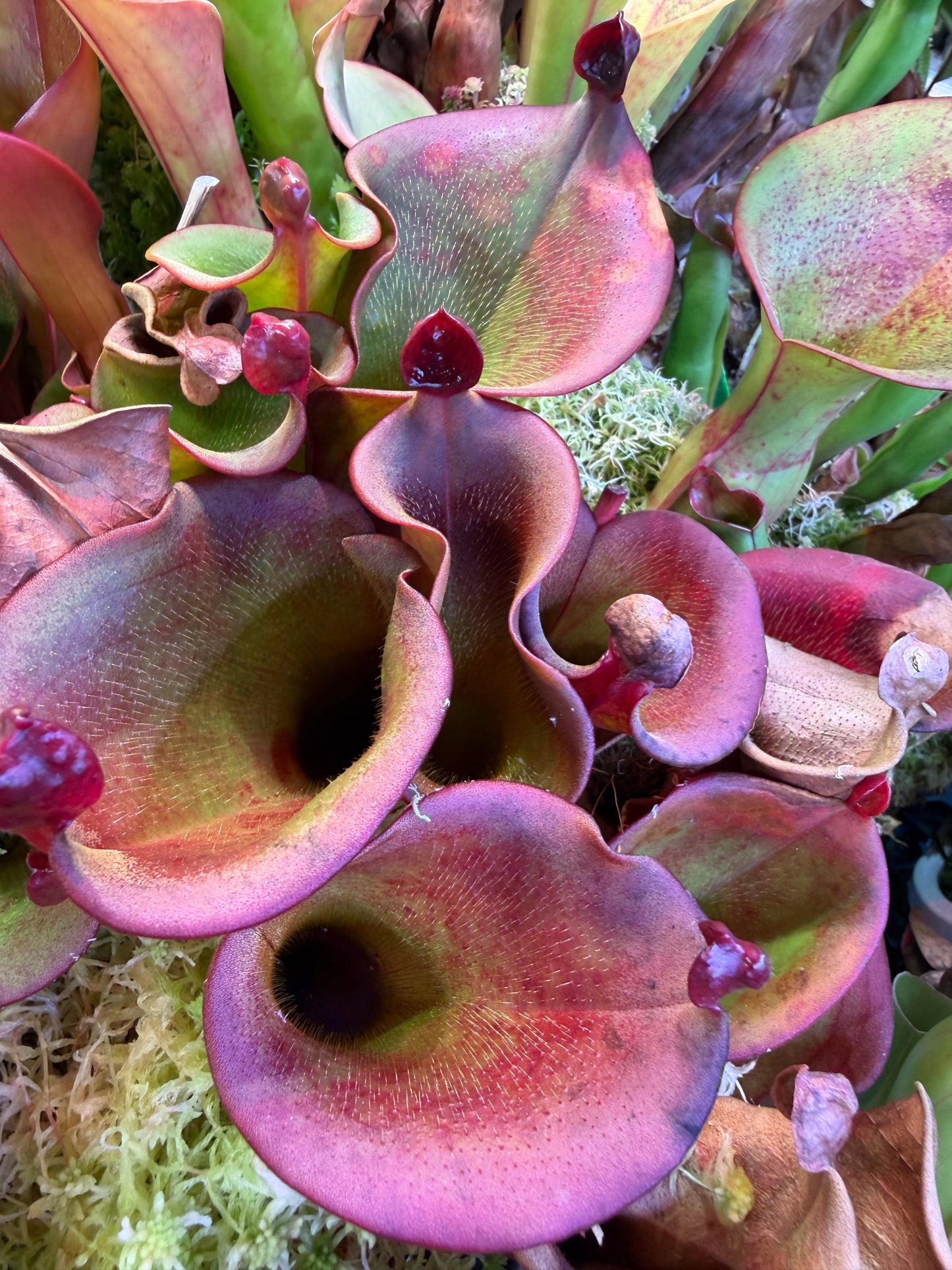 Heliamphora ionasi Killer Giant