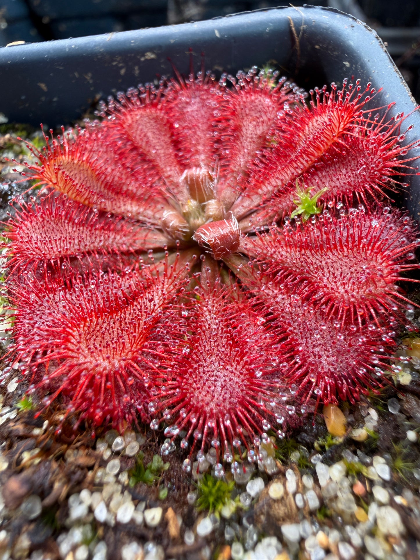 Drosera spatulata site 2