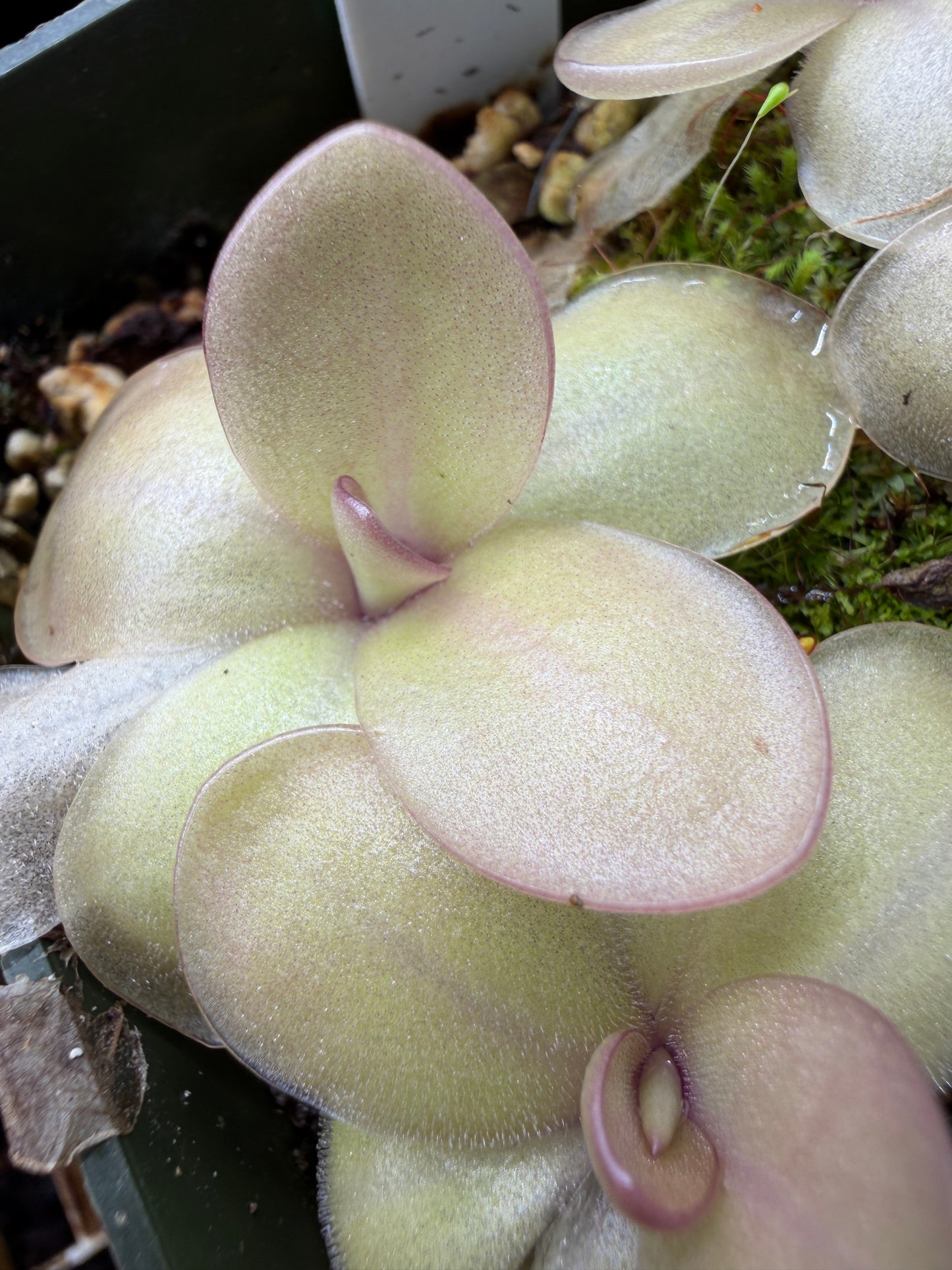 Pinguicula agnata x rectifolia