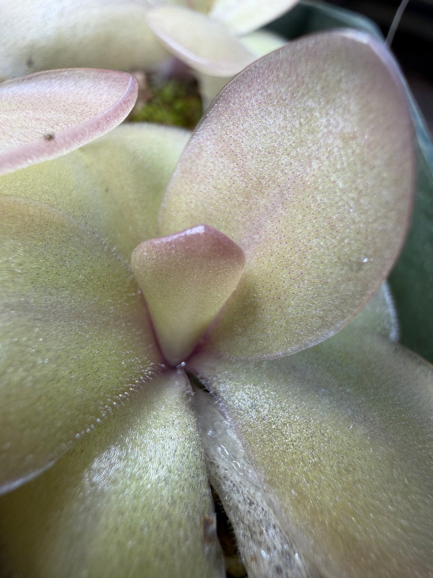 Pinguicula agnata x rectifolia