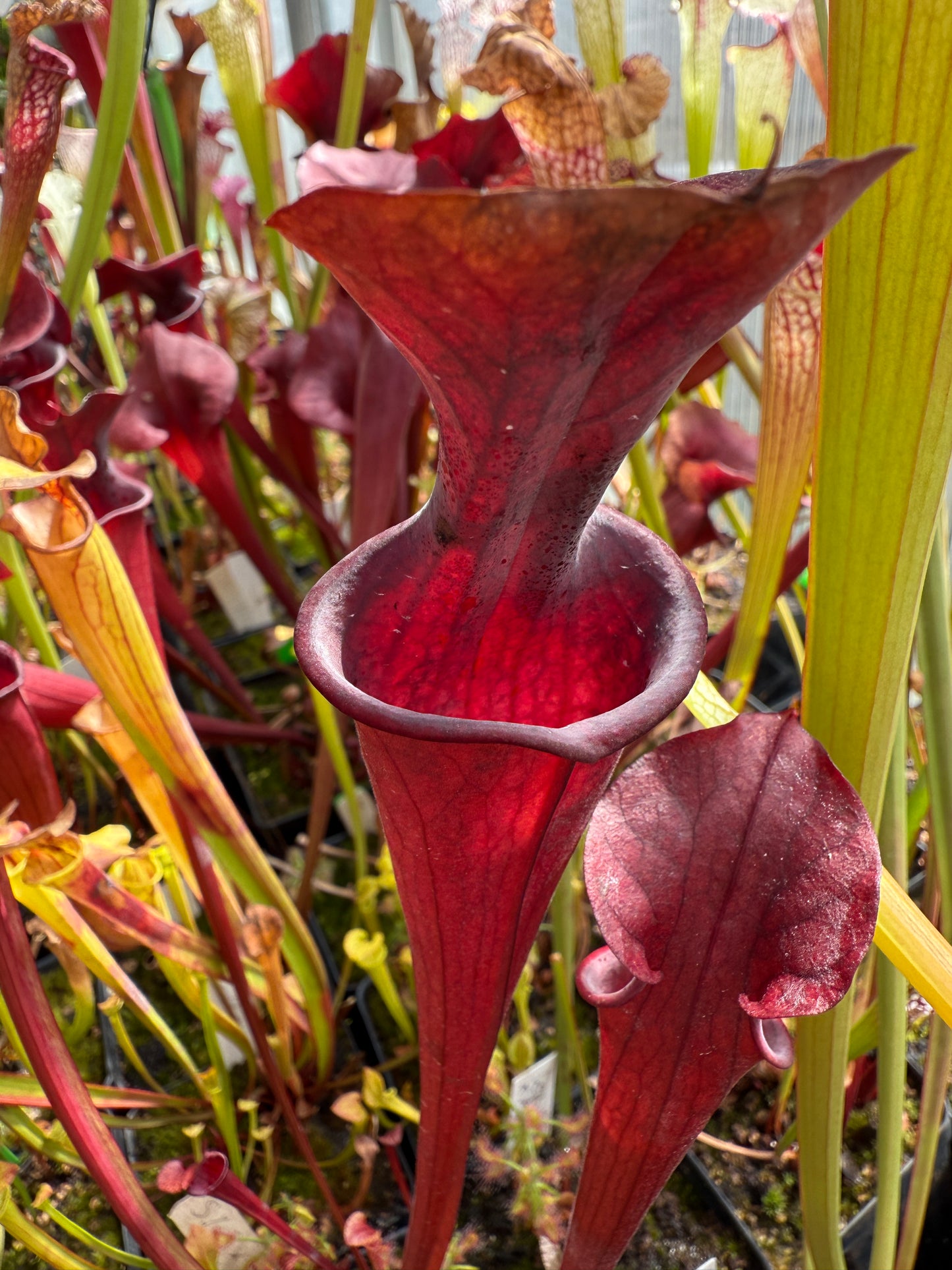 Sarracenia x (alata black x flava red tube) x Ares (seed grown)