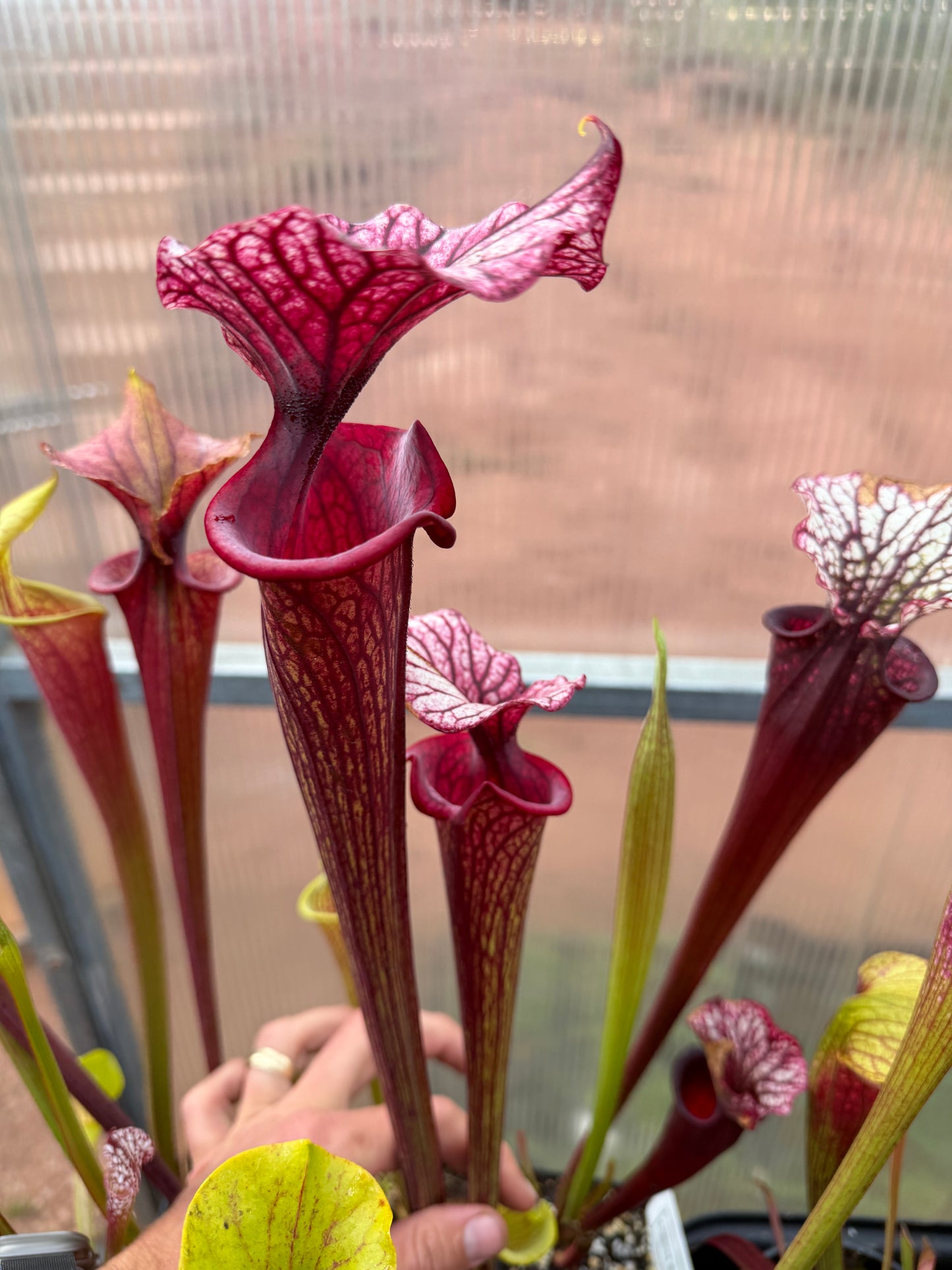 Sarracenia x Timothy King x Emile clone #3 CH/TH - Small (Shipped Bare-Root)