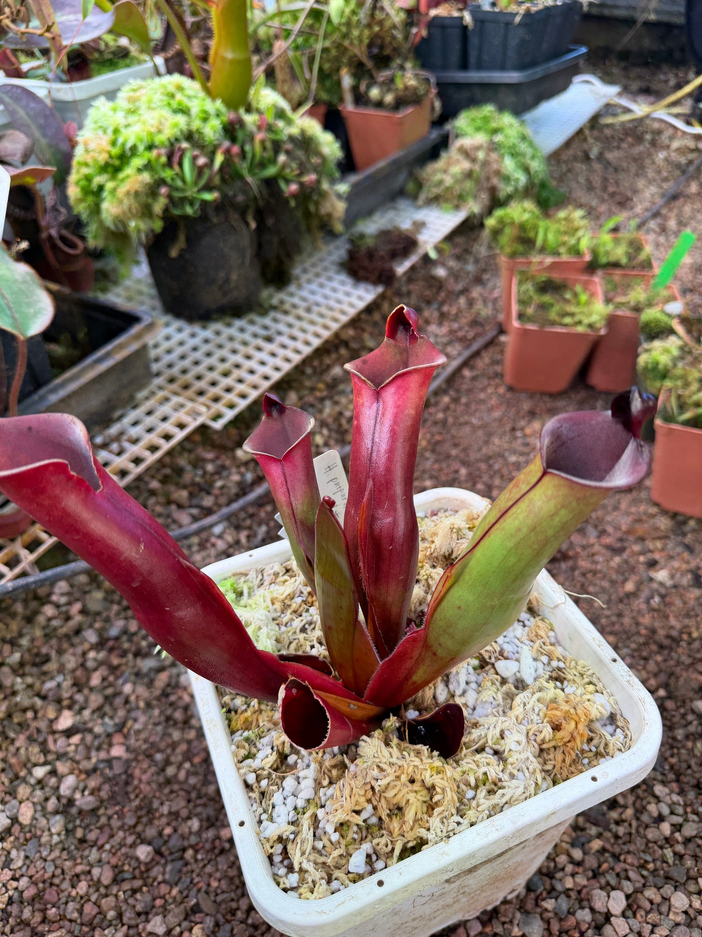 Heliamphora x purpurascens x sarracenioides BCP clone 2 Natural Hybrid (Shipped Bare-Root)