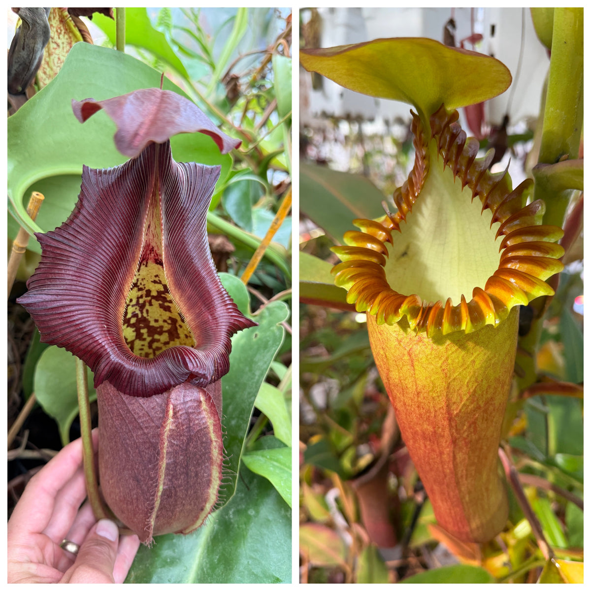 Nepenthes robcantleyi Q x edwardsiana Wide Peristome seed pack from Jeremiah's Plants